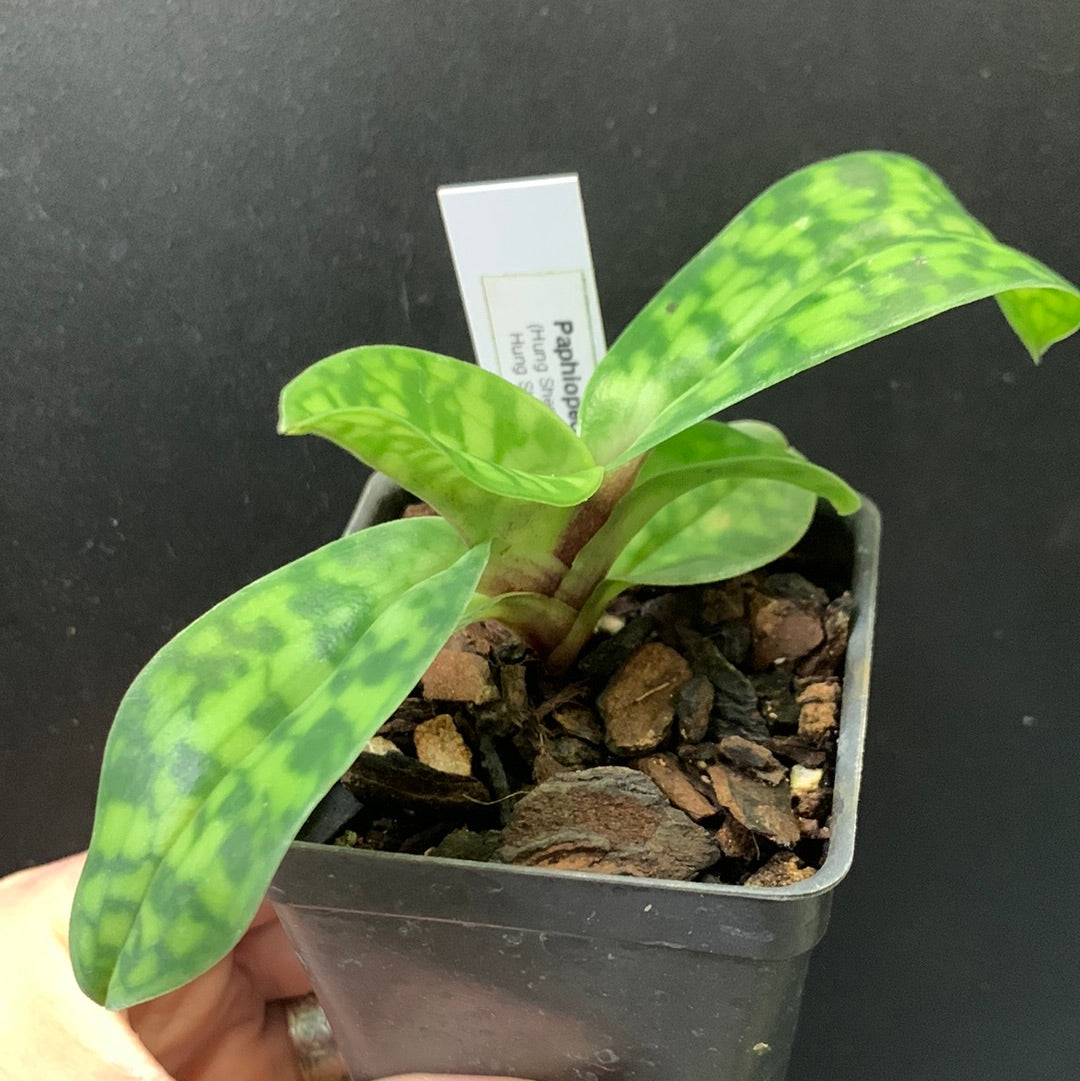 Paphiopedilum Baie de Hung Sheng x Mer de Hung Sheng
