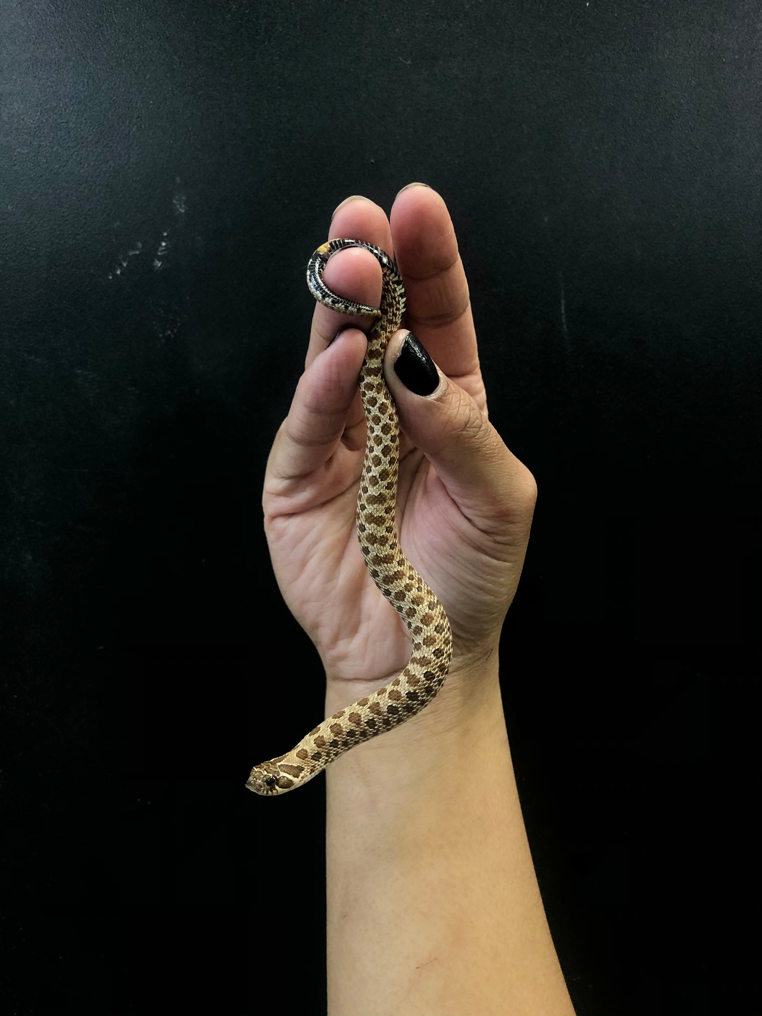 Hognose occidental (Het Snow)