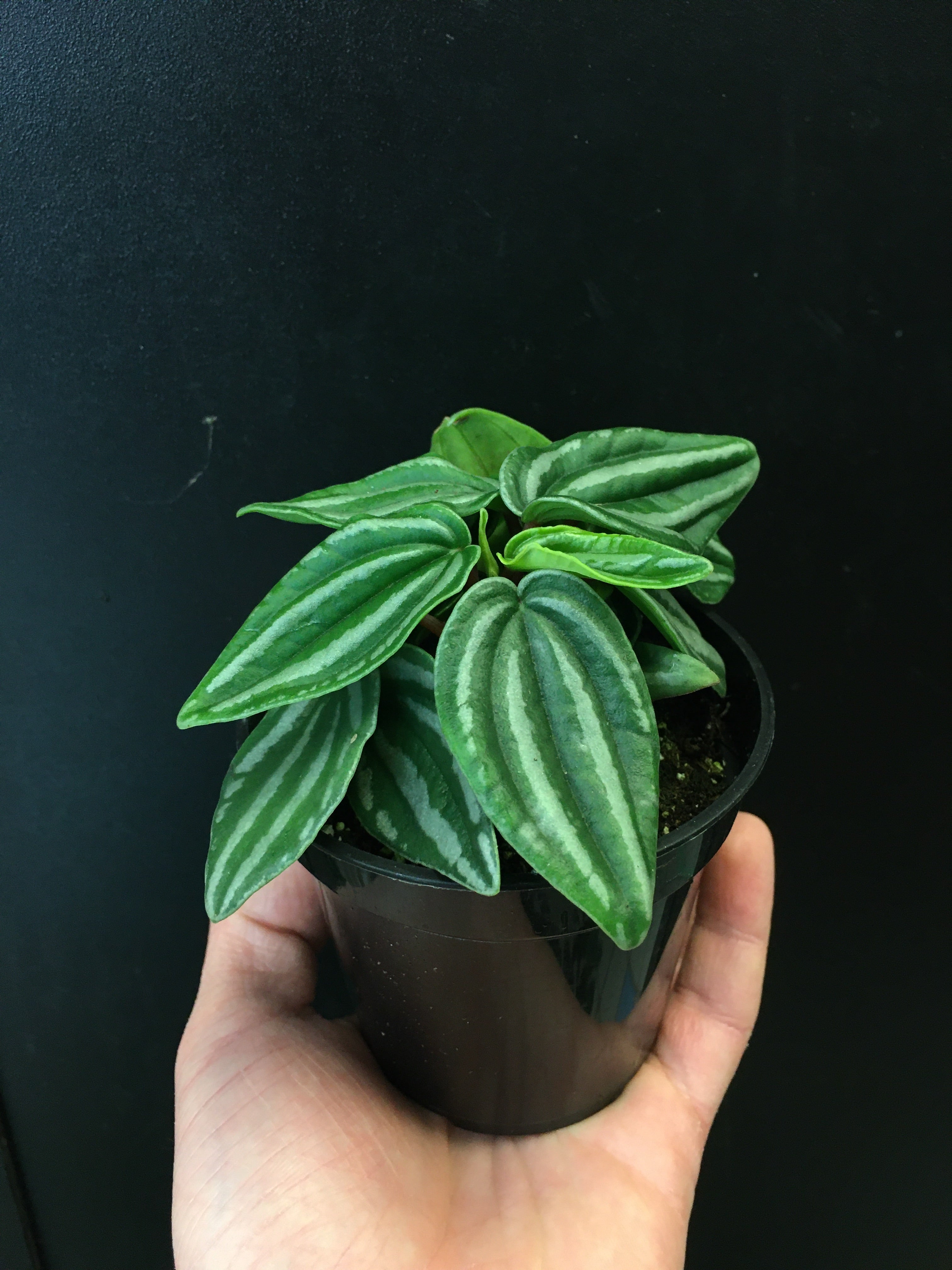 Peperomia 'Rosso'