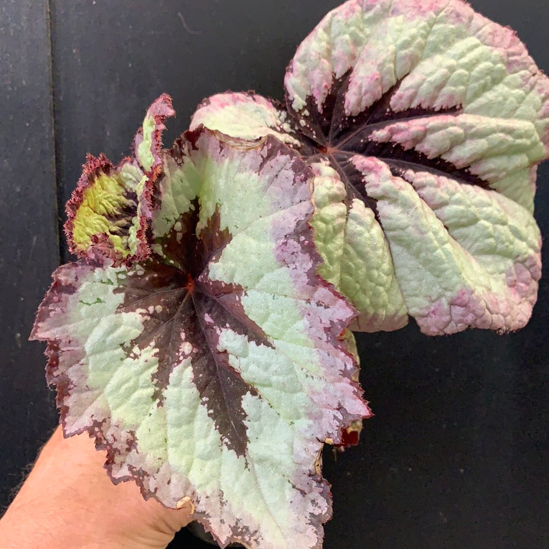 Begonia rex Femmes de Feu