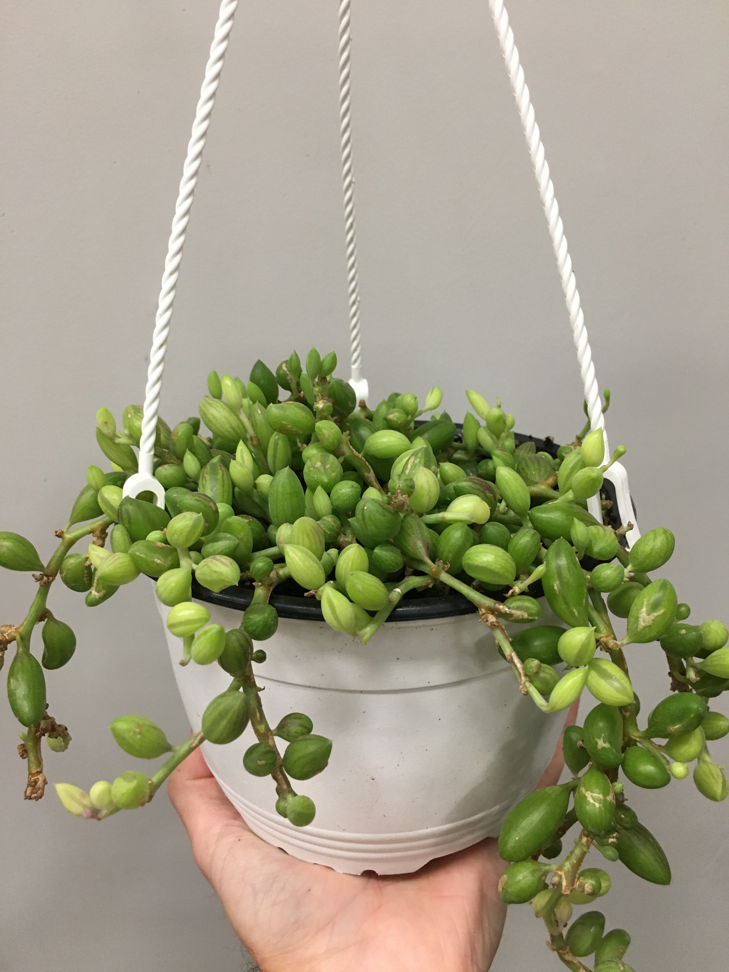 String of Pearls 'Big Head'