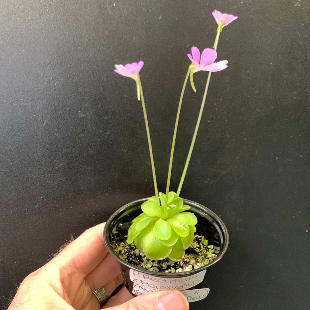 Pinguicula rectifolia x (moranensis (non volcanique) x emarginata Red)