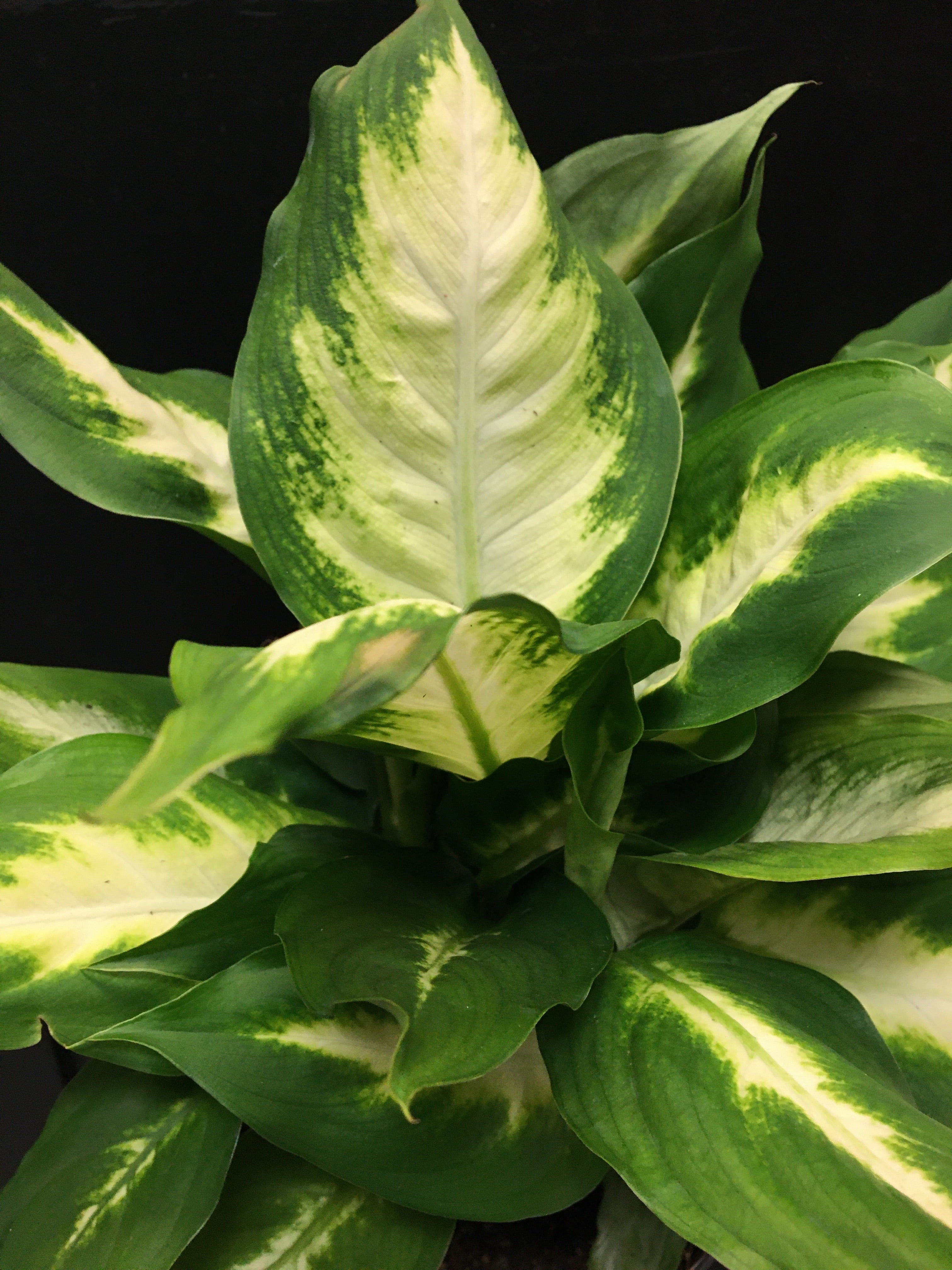 Dieffenbachia 'Camille'