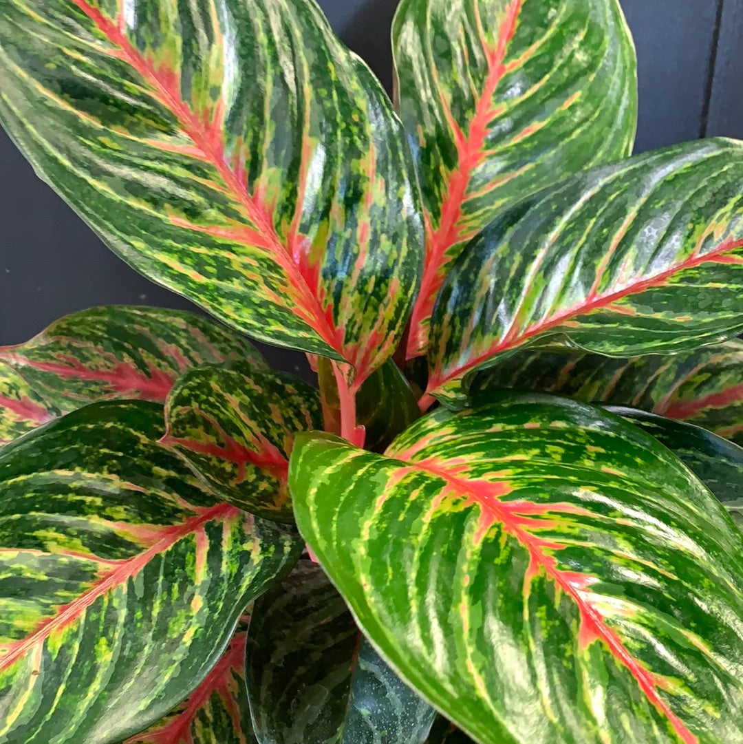 aglaonema ruby Aglaonema Red Ruby