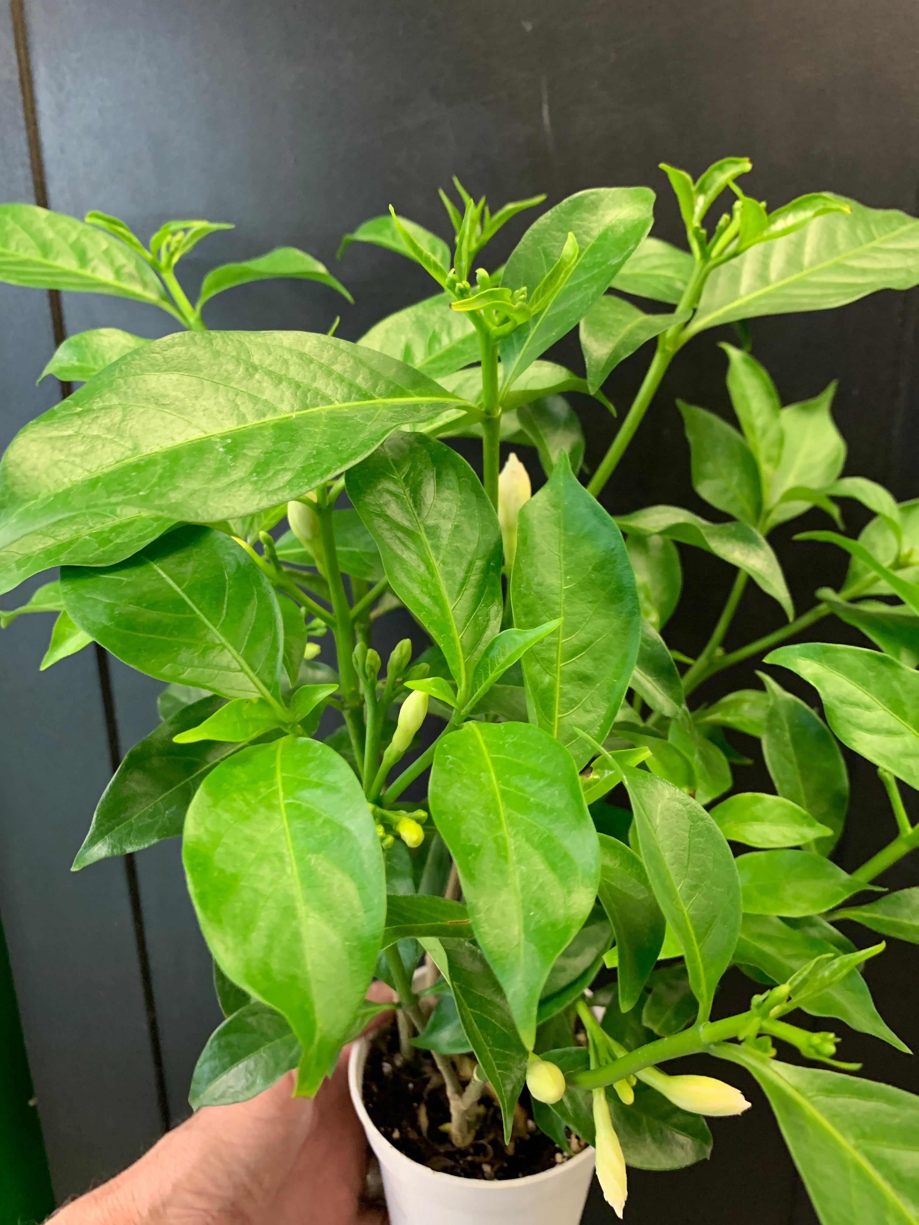 Pucelle d'Orléans Jasmine