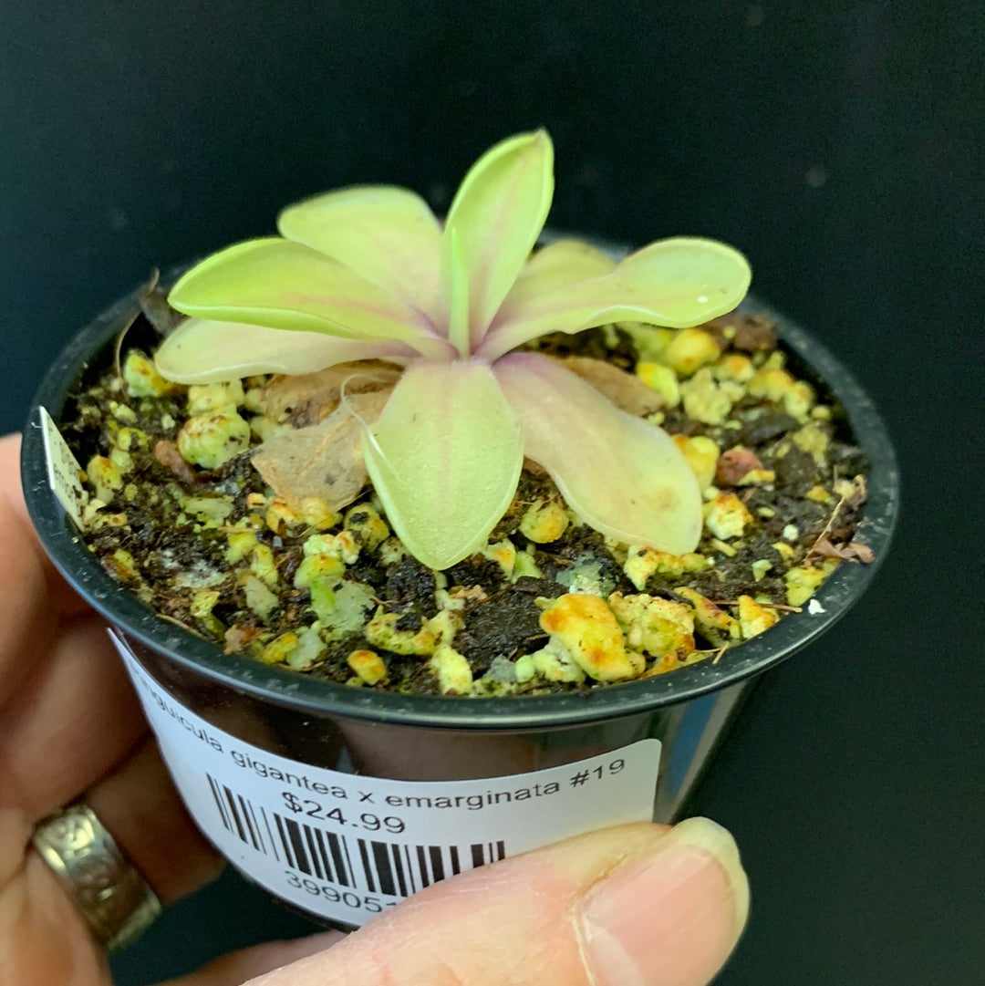 Pinguicula gigantea x emarginata #19