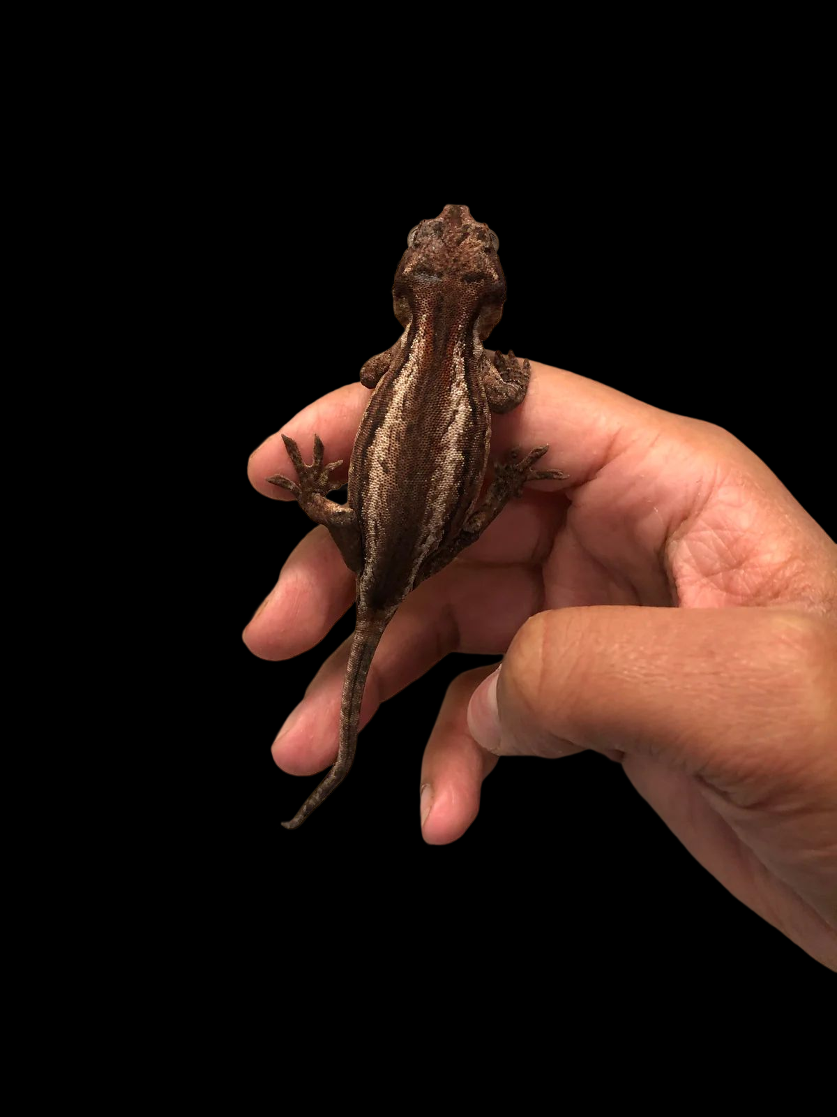 Gargoyle Gecko (Assorted)