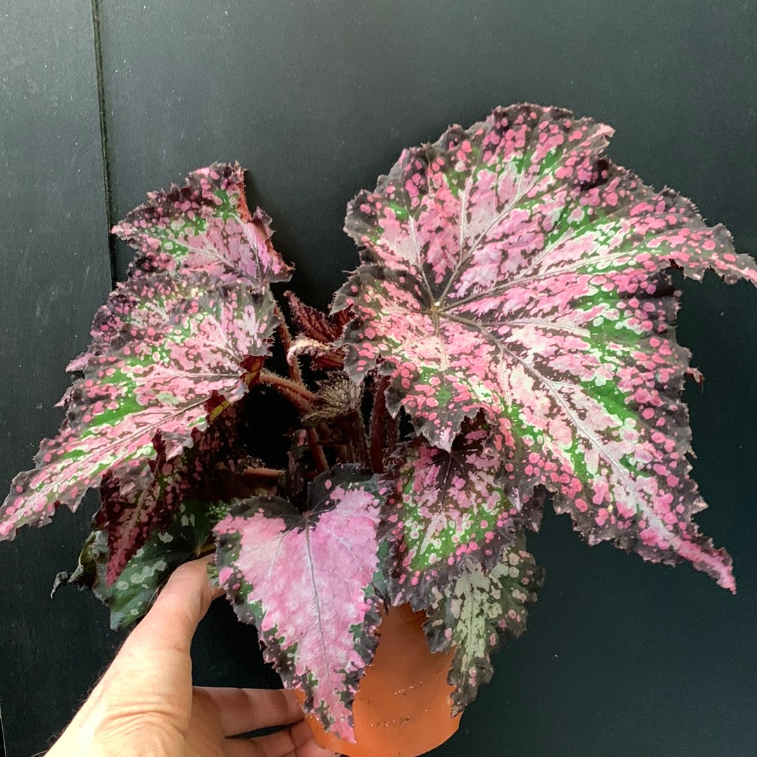 Begonia Rex Polka Dot