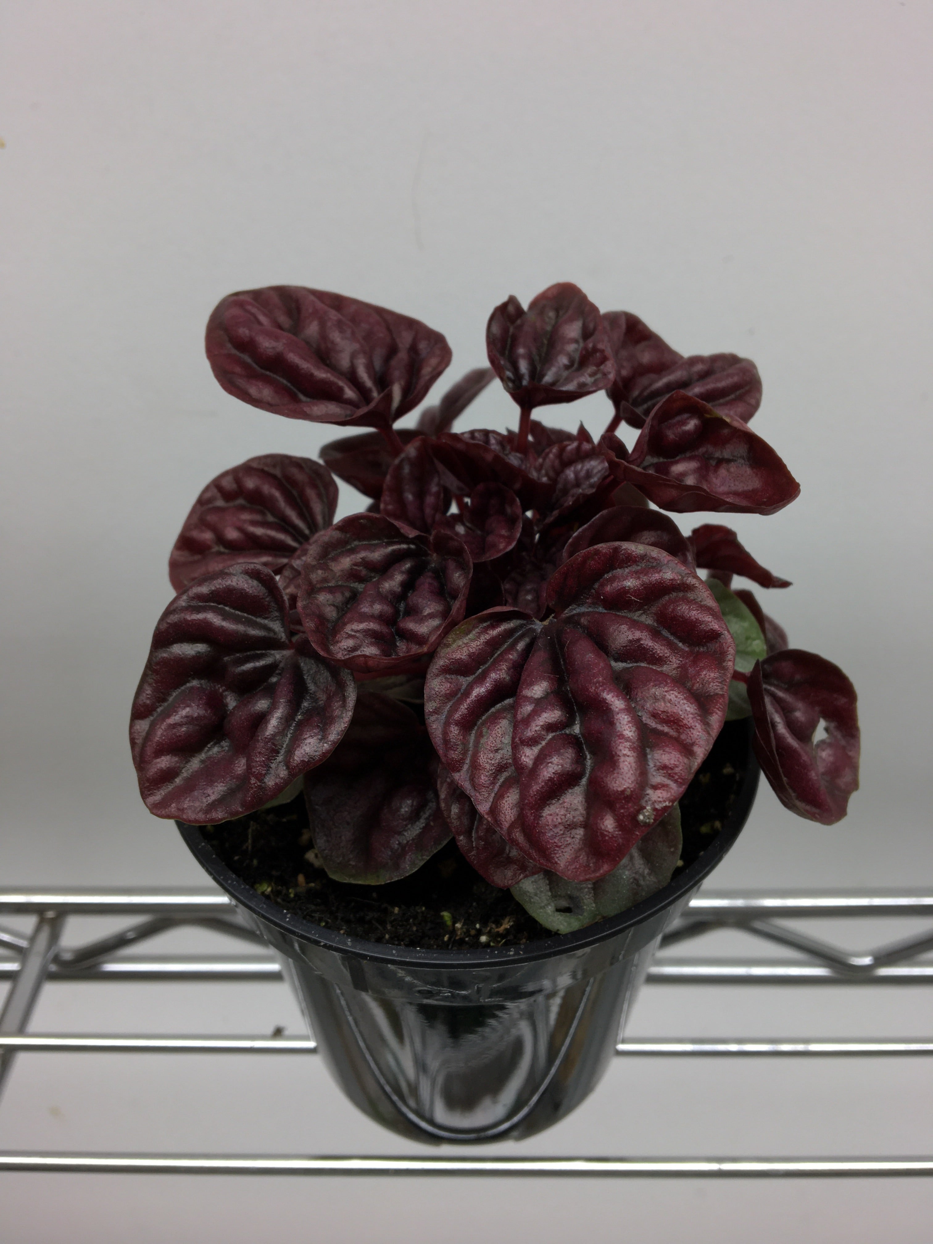 Peperomia 'Red Ripple'