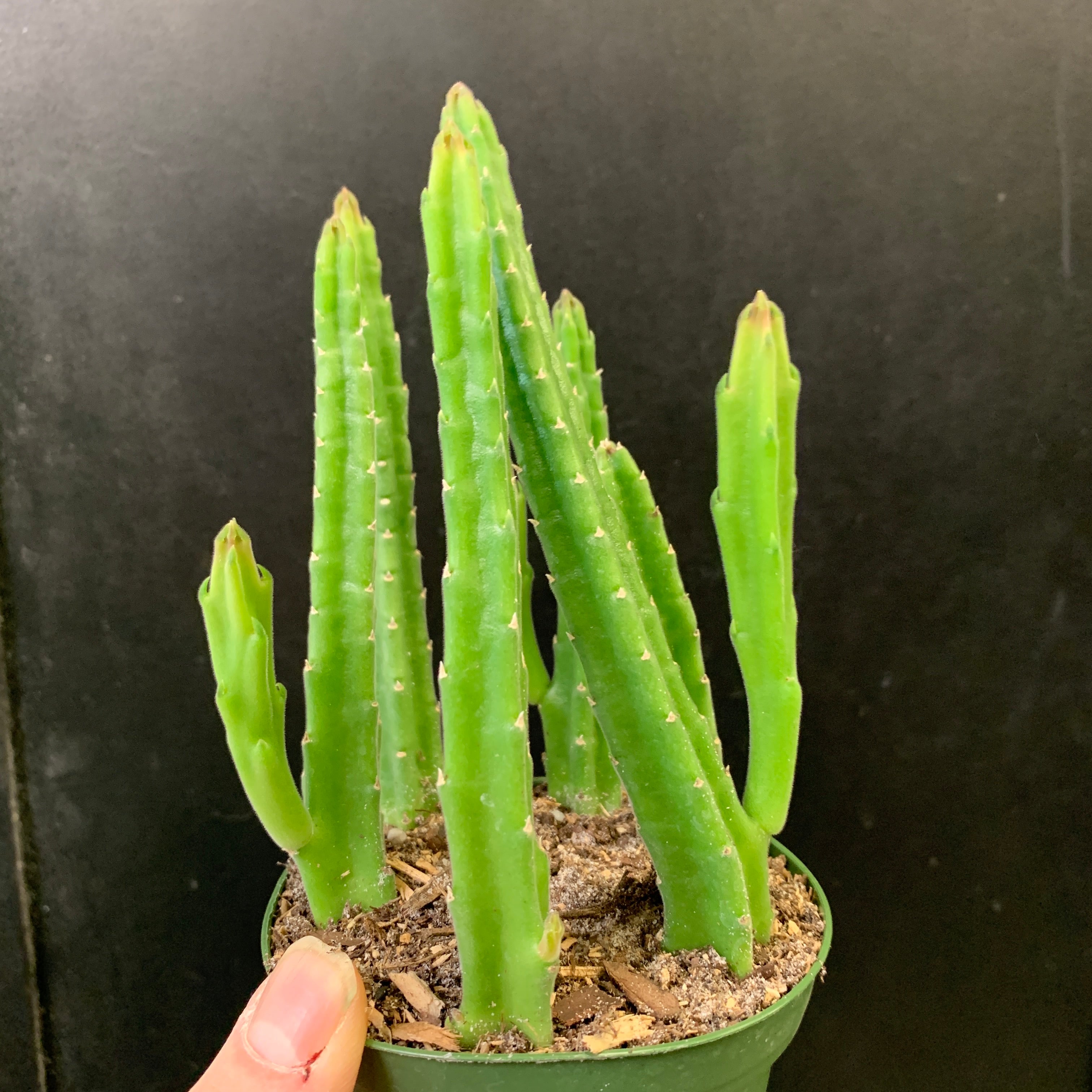 Assortiment de stapelias