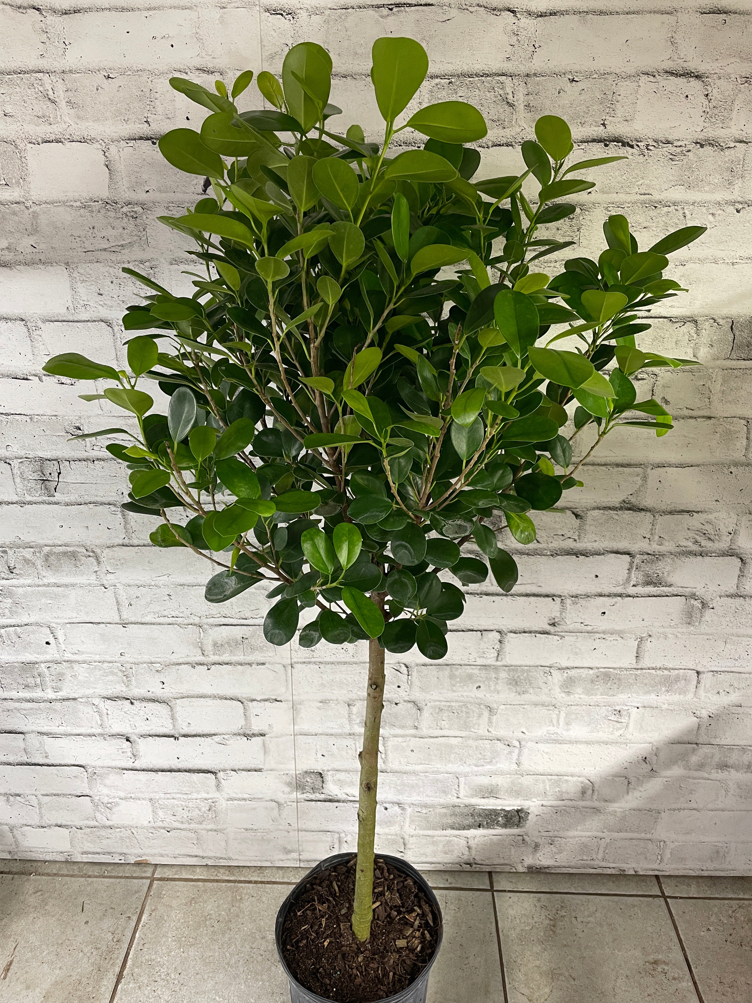 Ficus microcarpa 'Moclame'