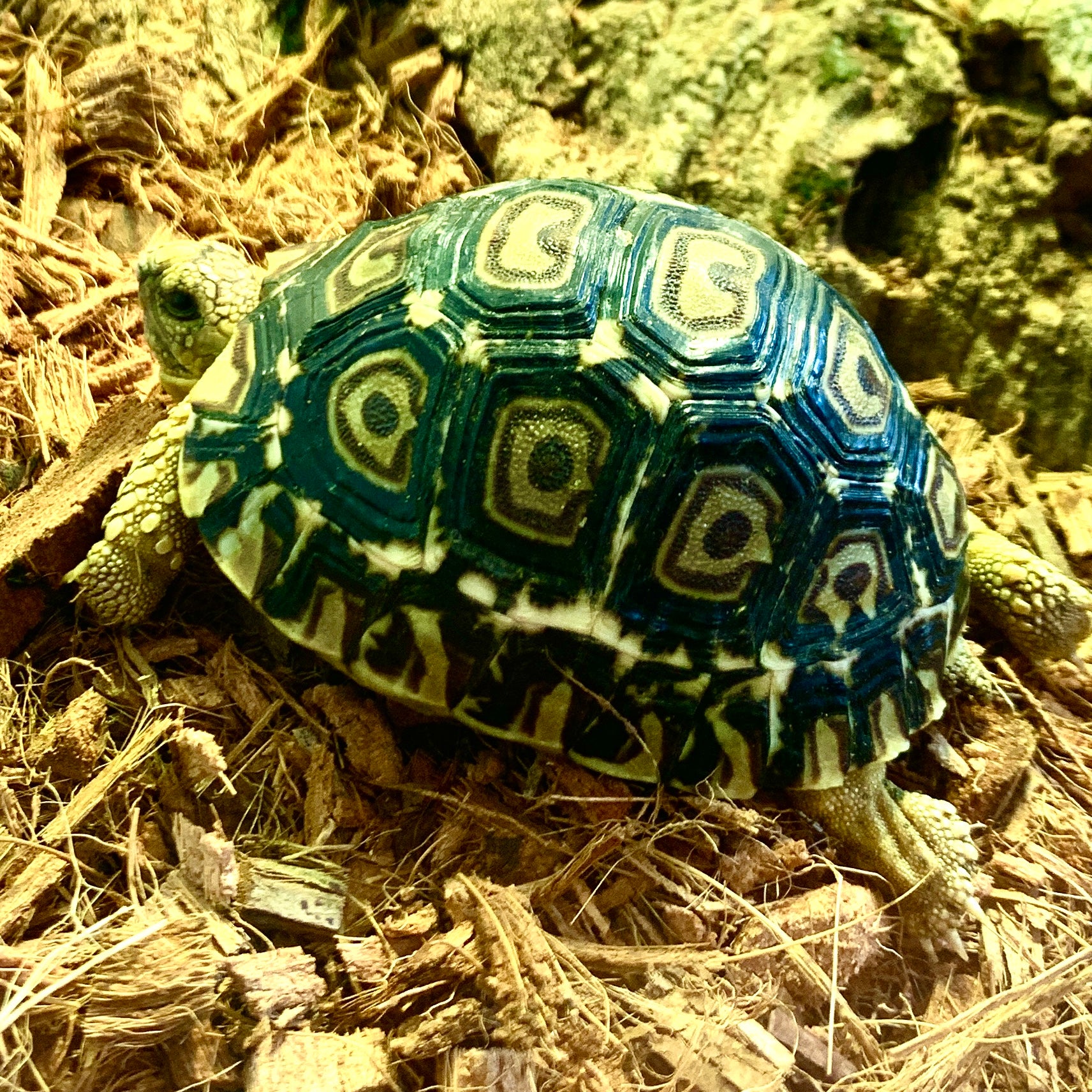 Tortue léopard CBB