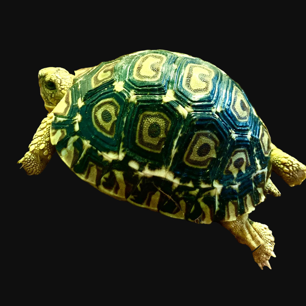 Tortue léopard CBB (Stigmochelys pardalis)