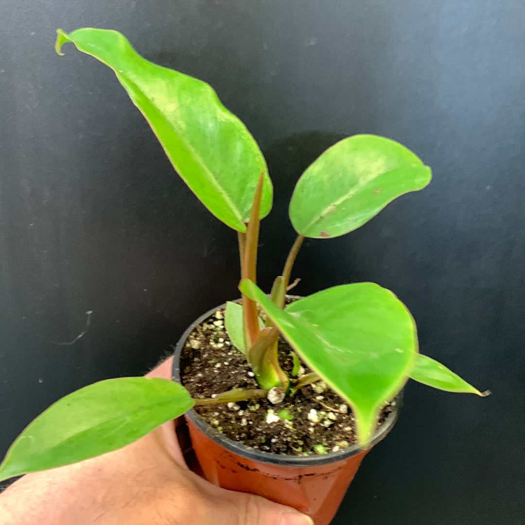 Philodendron Jungle Boogie