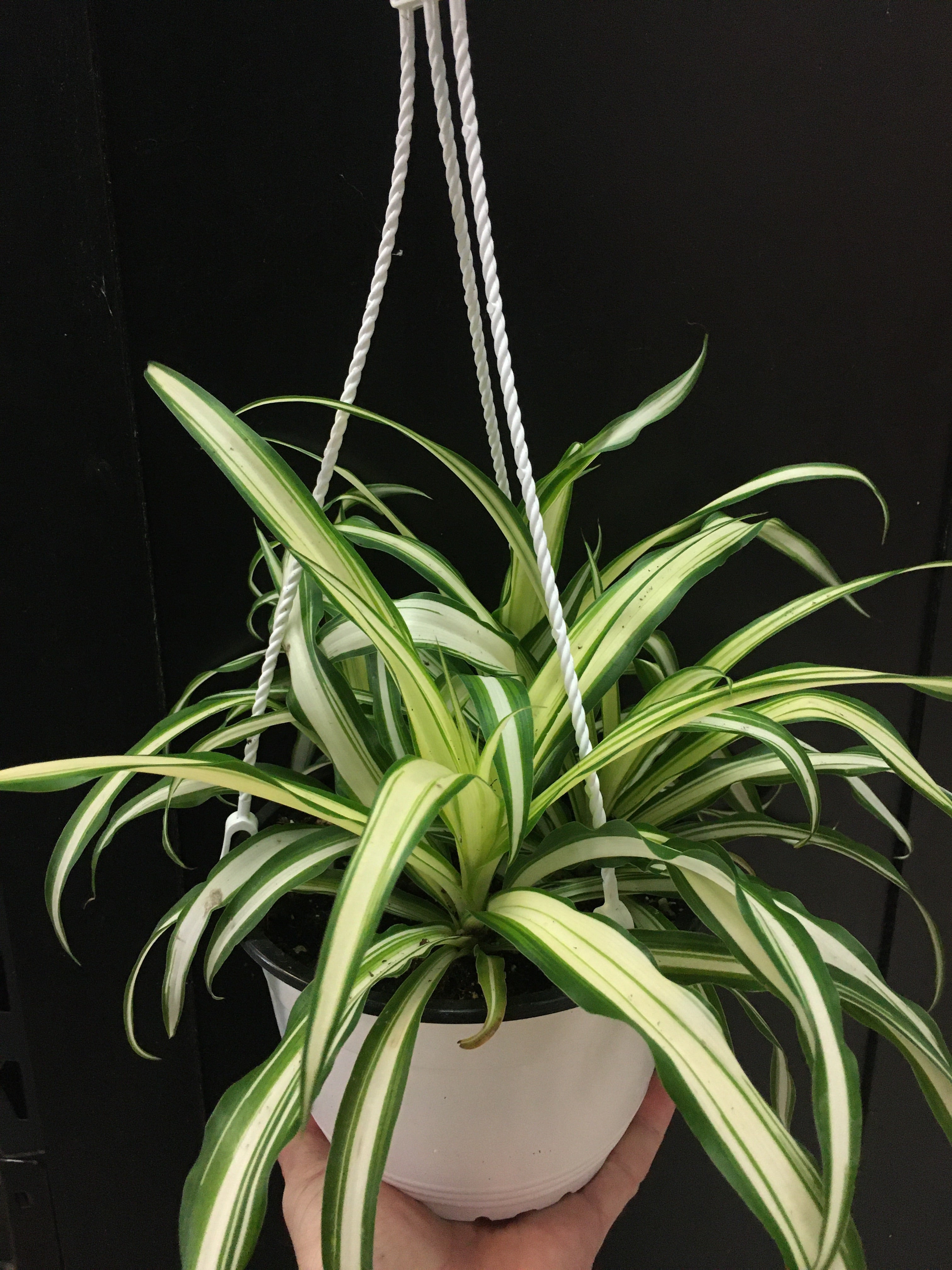 Plante araignée panachée