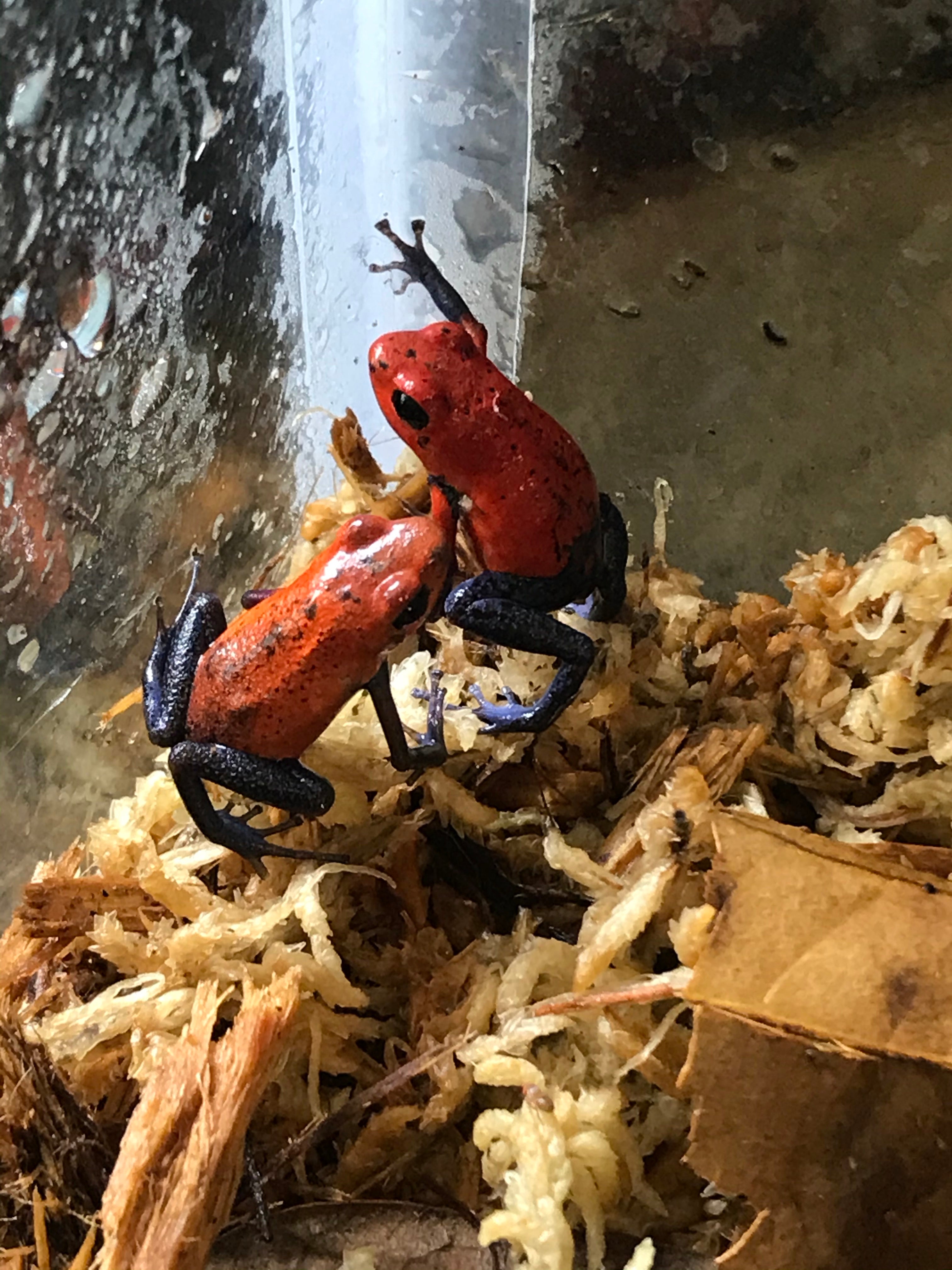 Oophaga pumilio 'Blue jean'