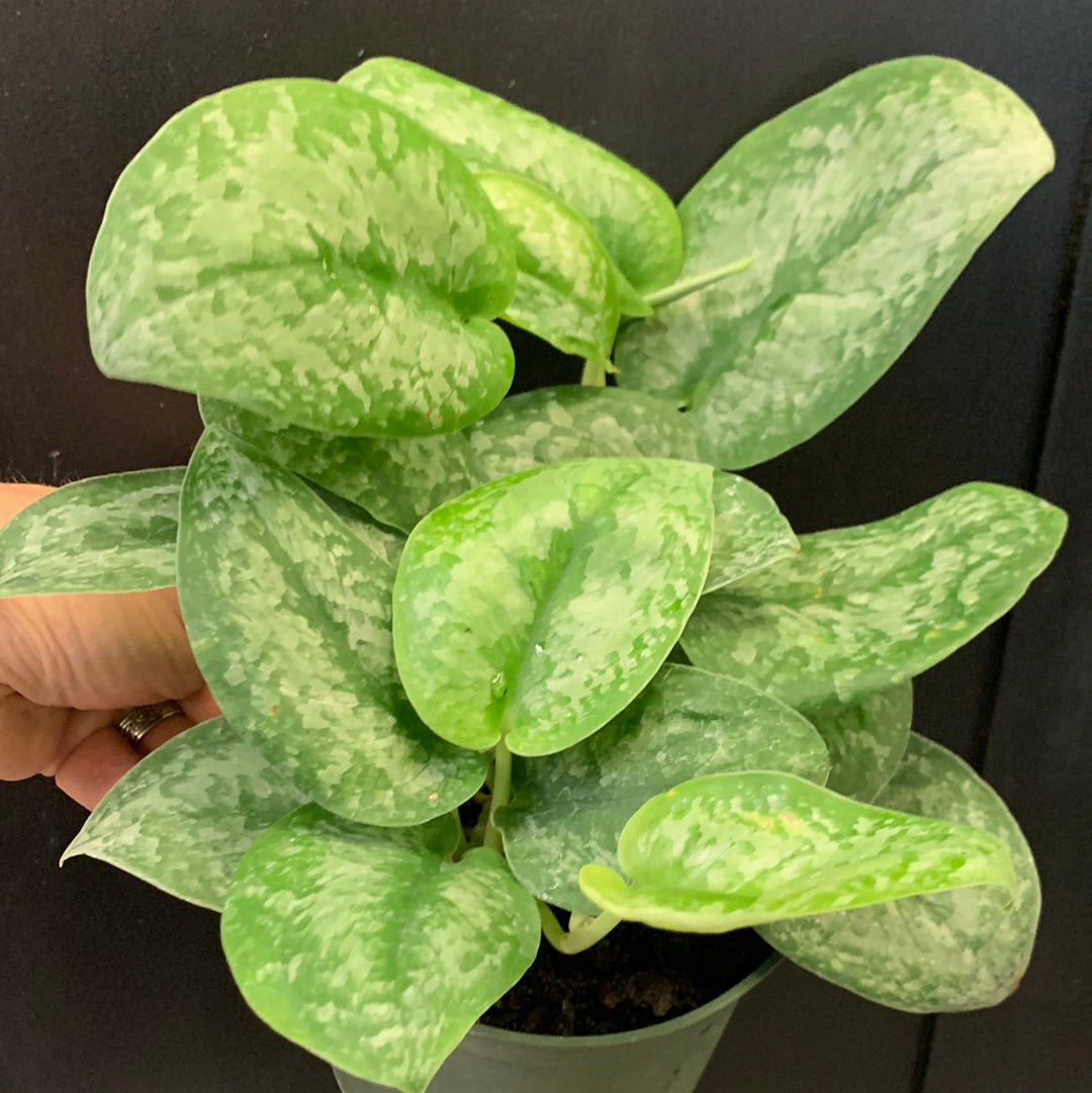 Scindapsus Silver Splash