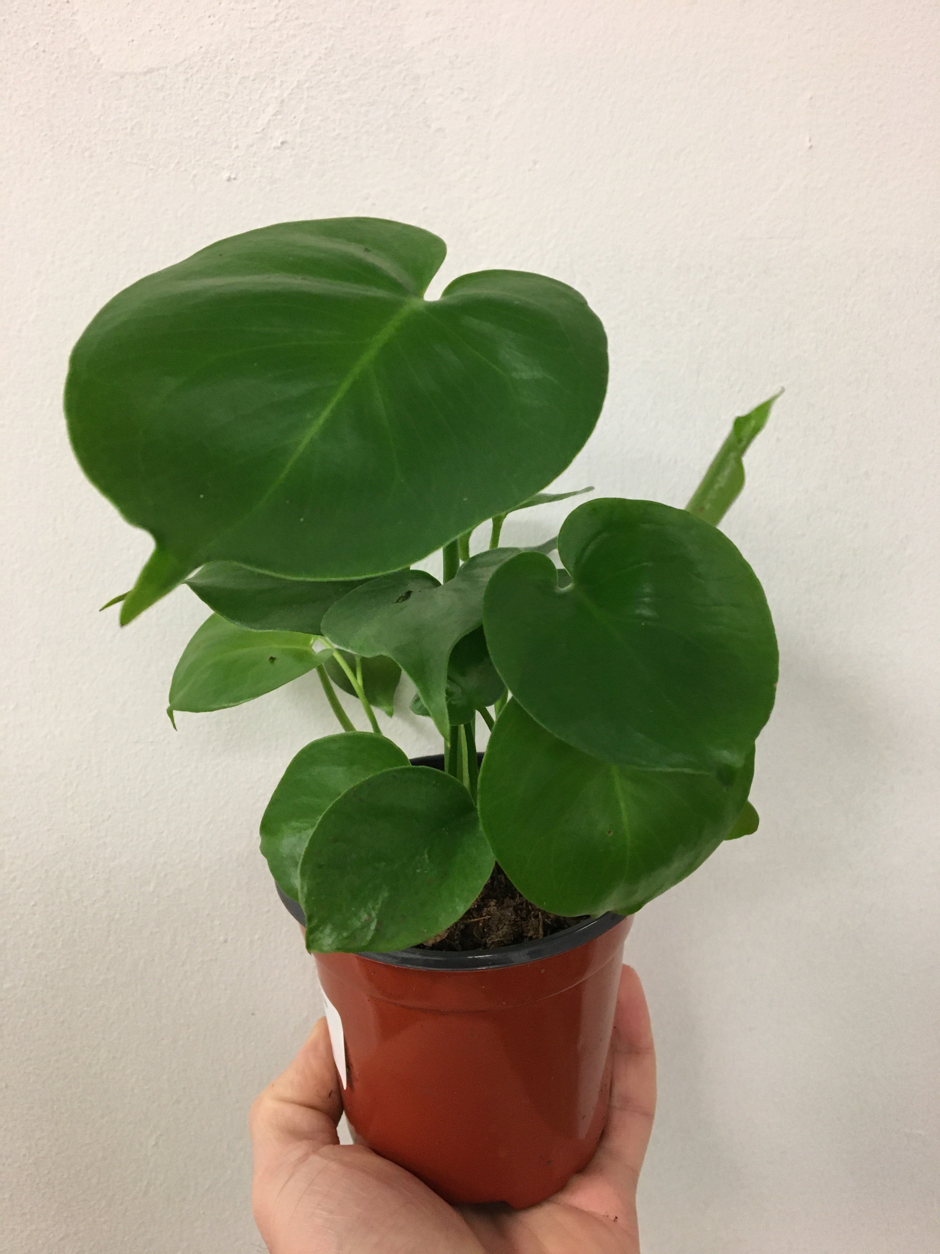 Monstera deliciosa