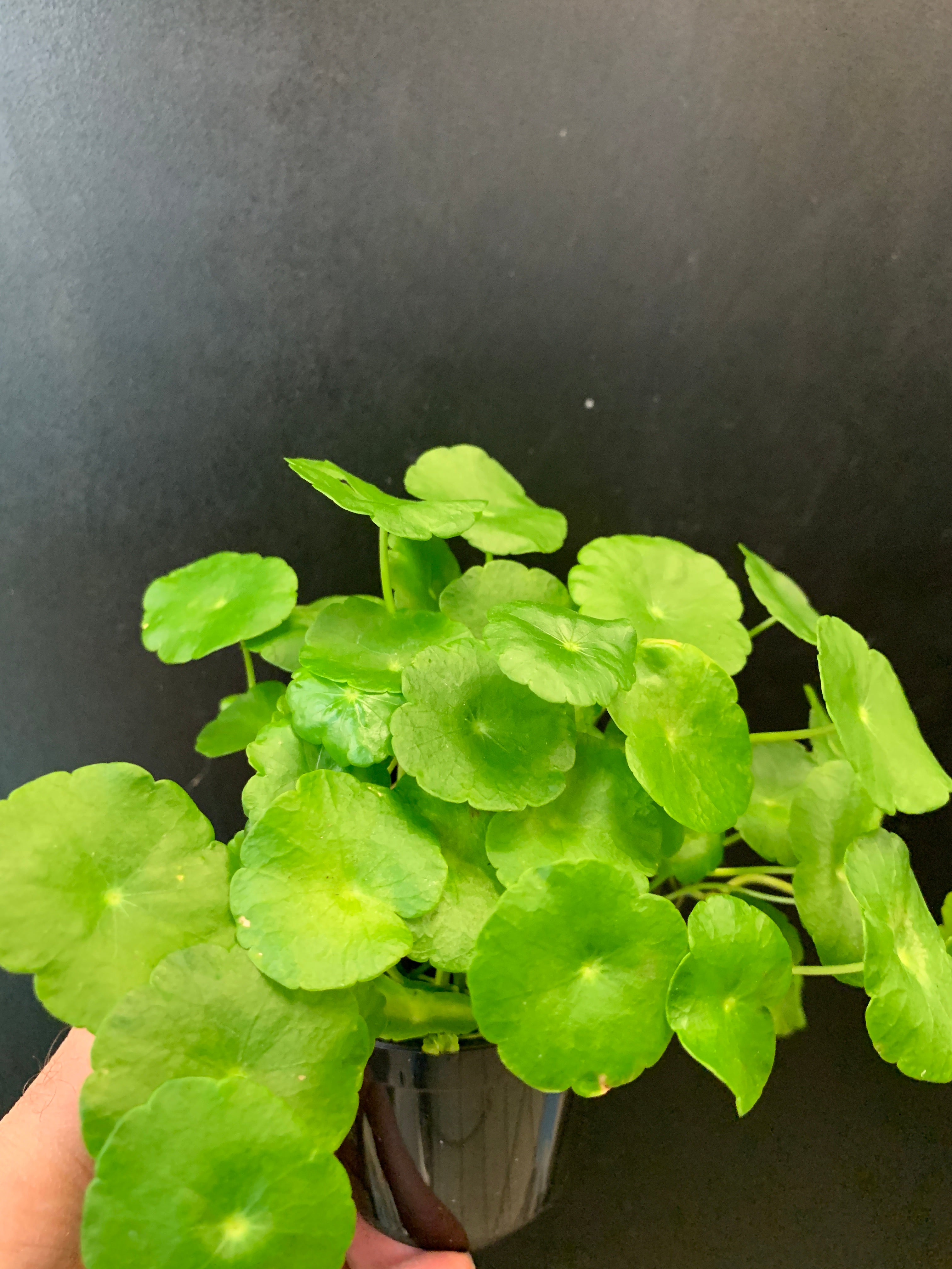 Hydrocotyle des marais