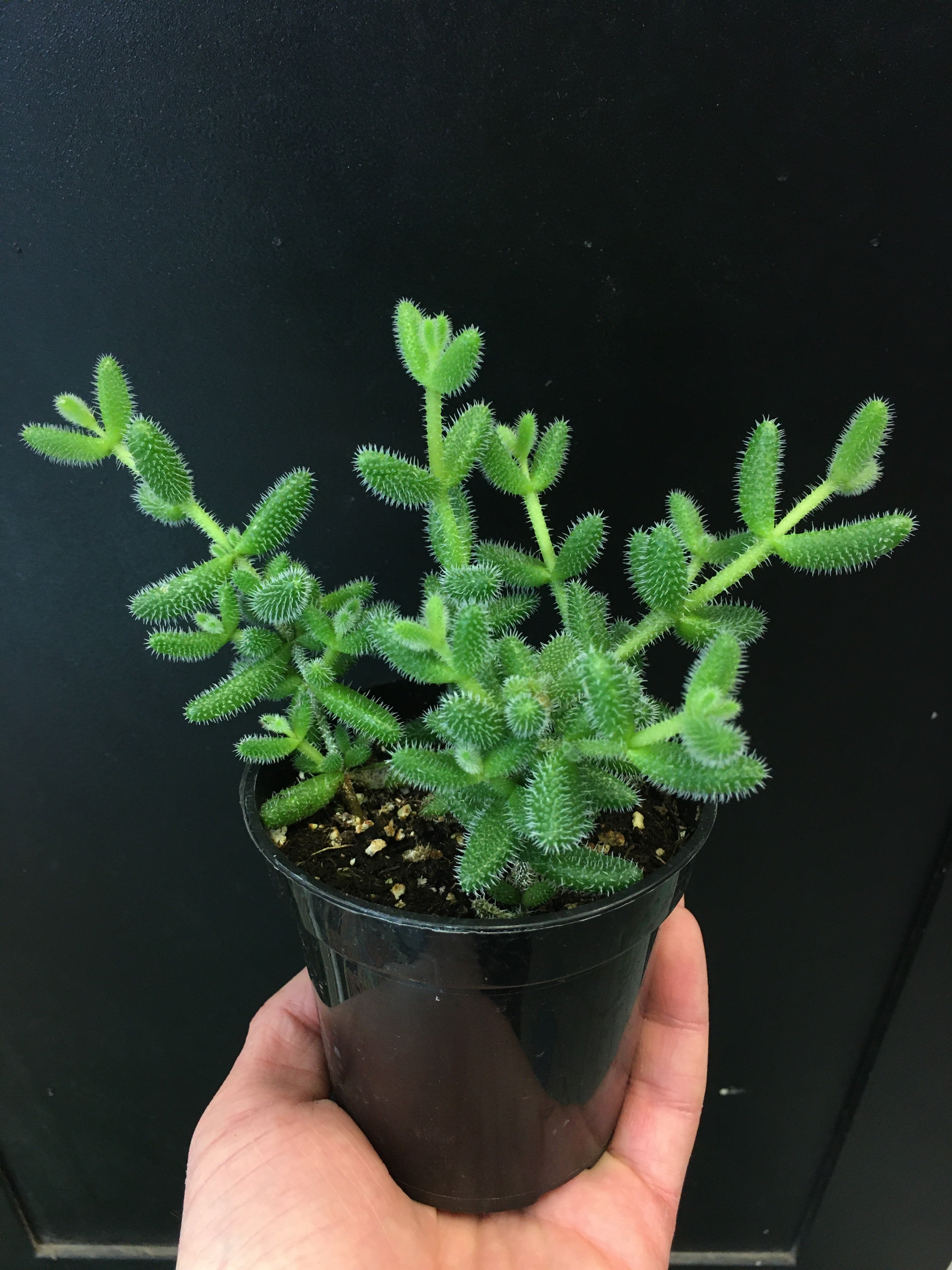 Plante à cornichons