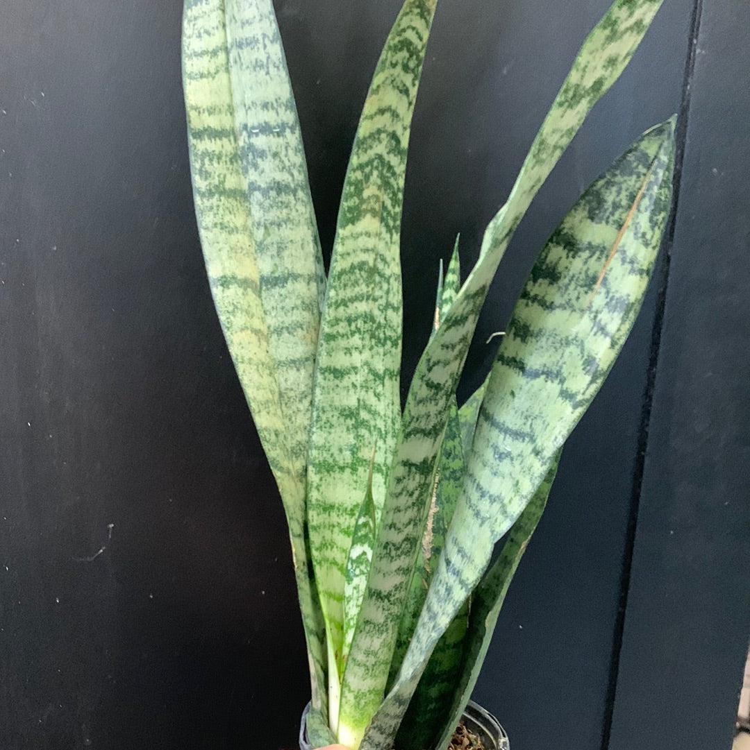 Sansevieria zeylanica