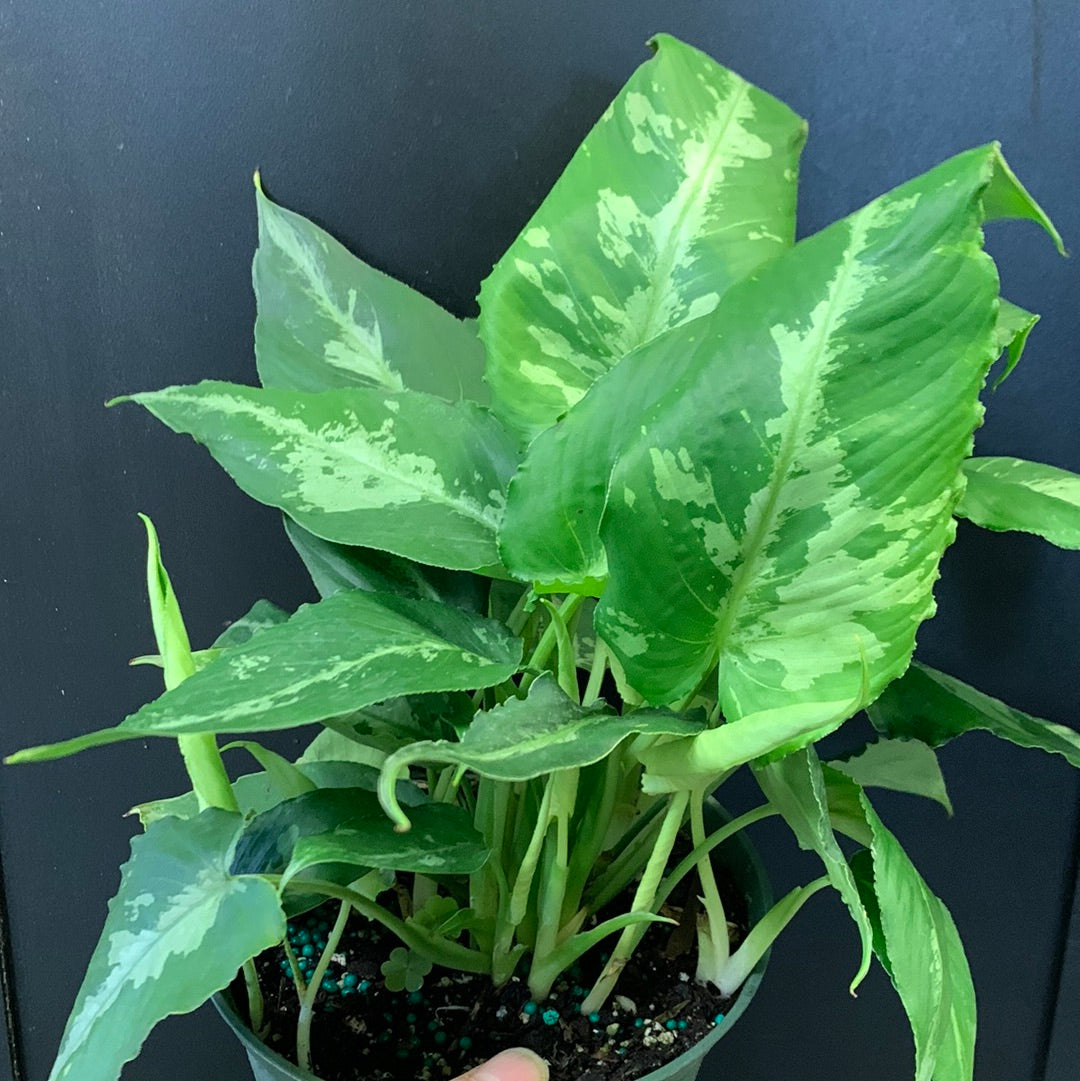 Schismatoglottis spp