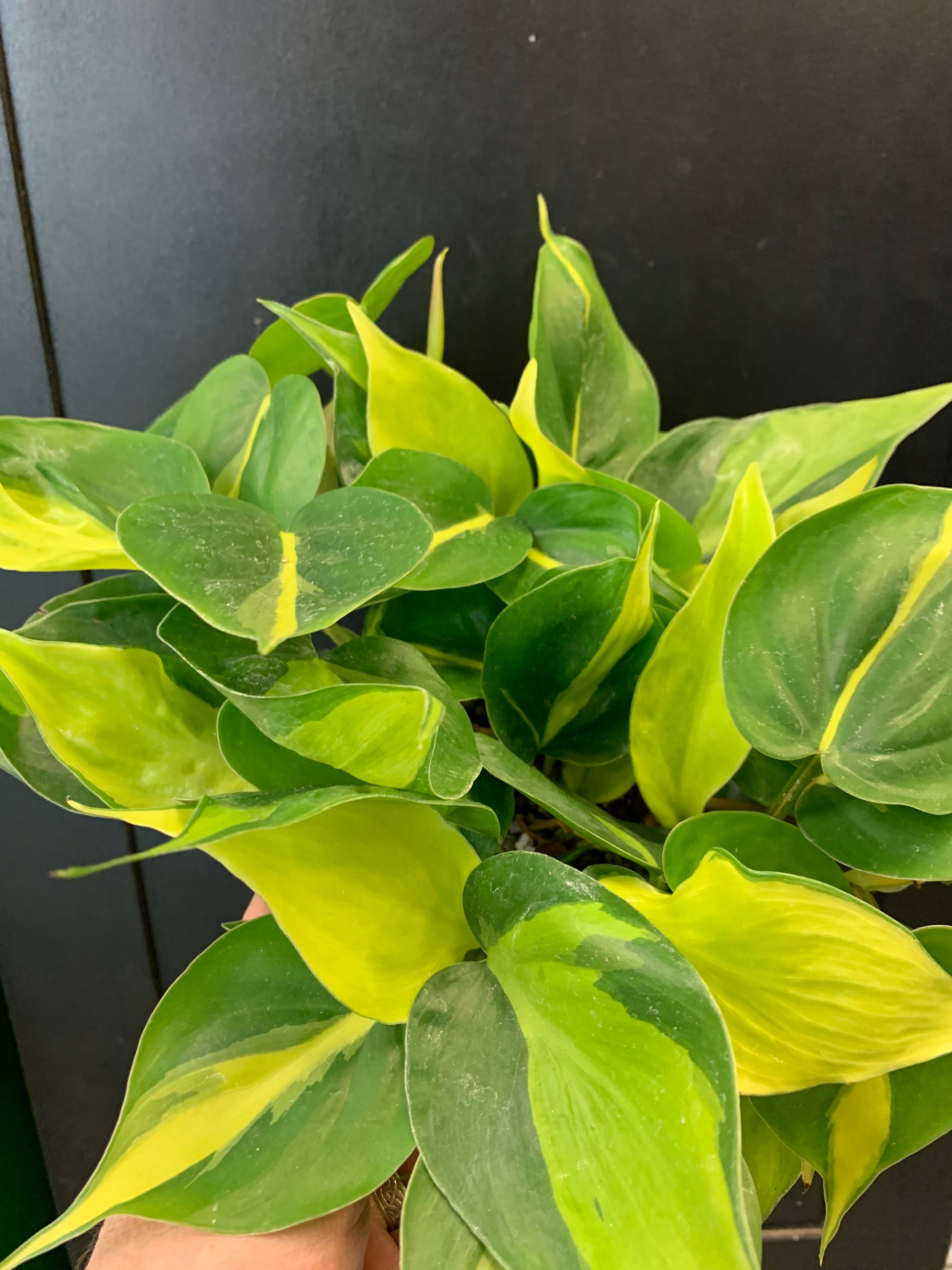 Philodendron 'Brasil'