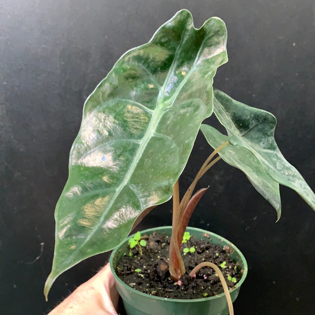 Alocasia Chantrieri