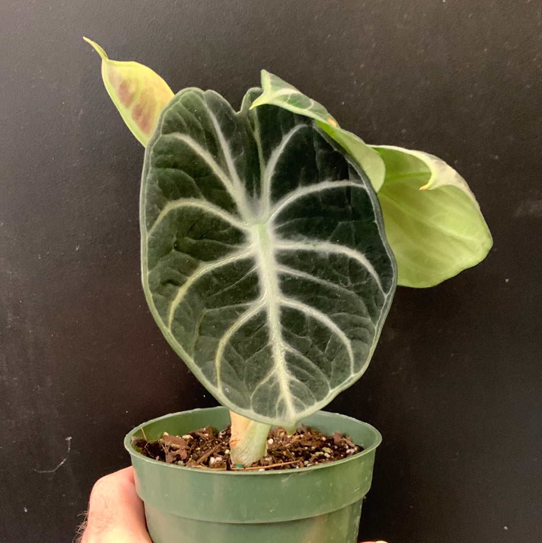 Alocasia Ninja