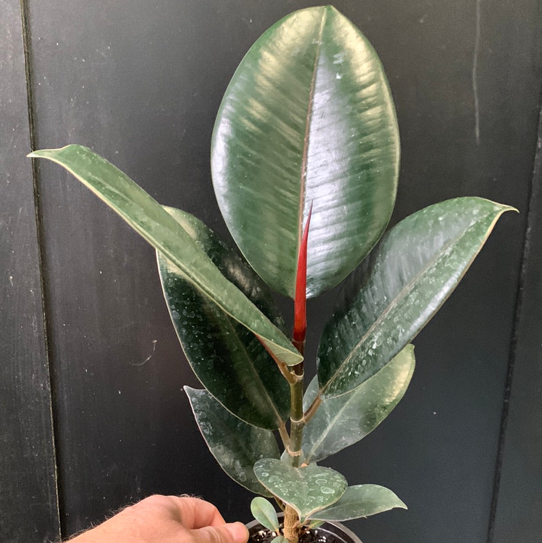 Ficus elastica 'Black'