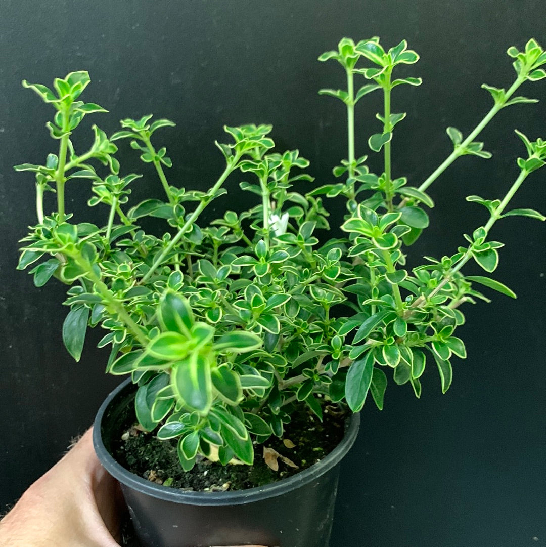 Serissa panachée
