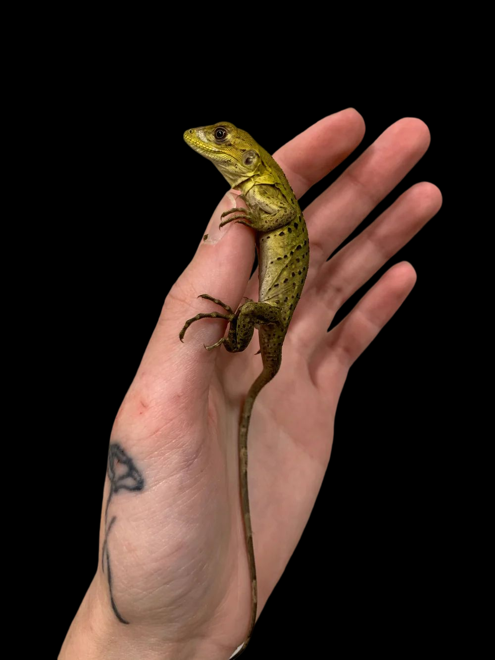 Iguane à queue épineuse noire