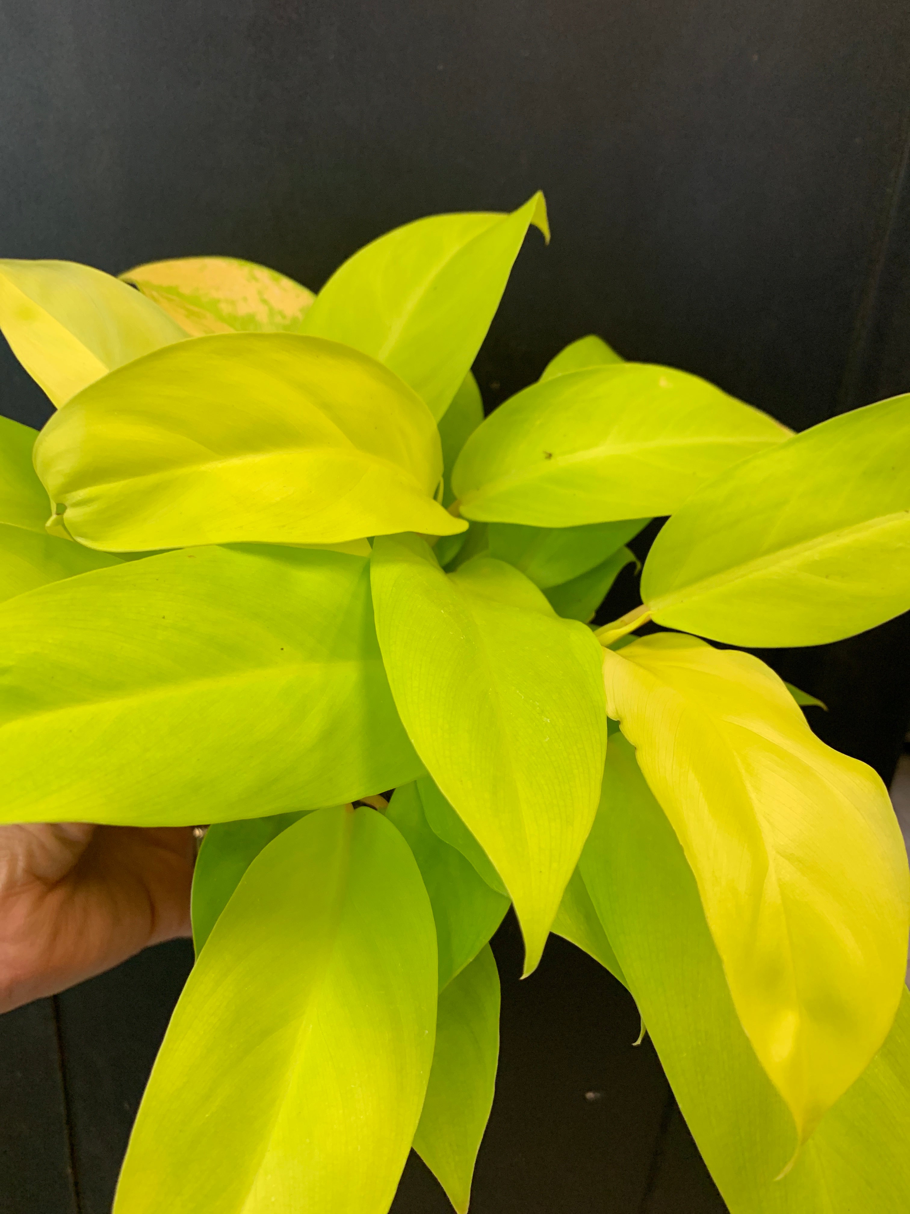 Philodendron citron vert
