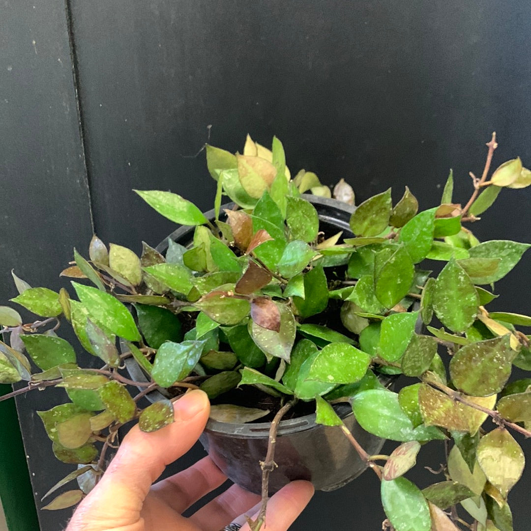 Hoya krohniana Noir