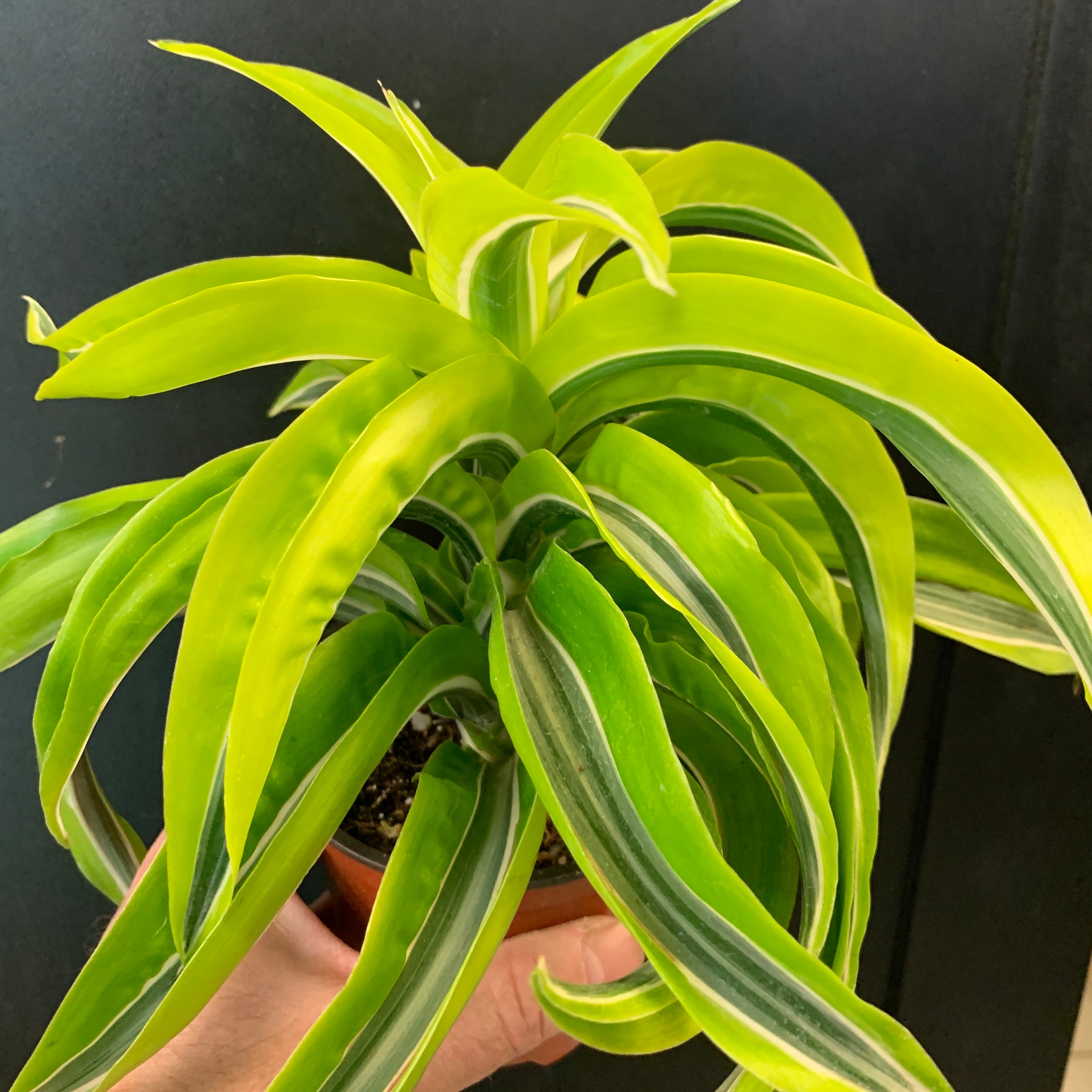 Dracaena Lemon Surprise