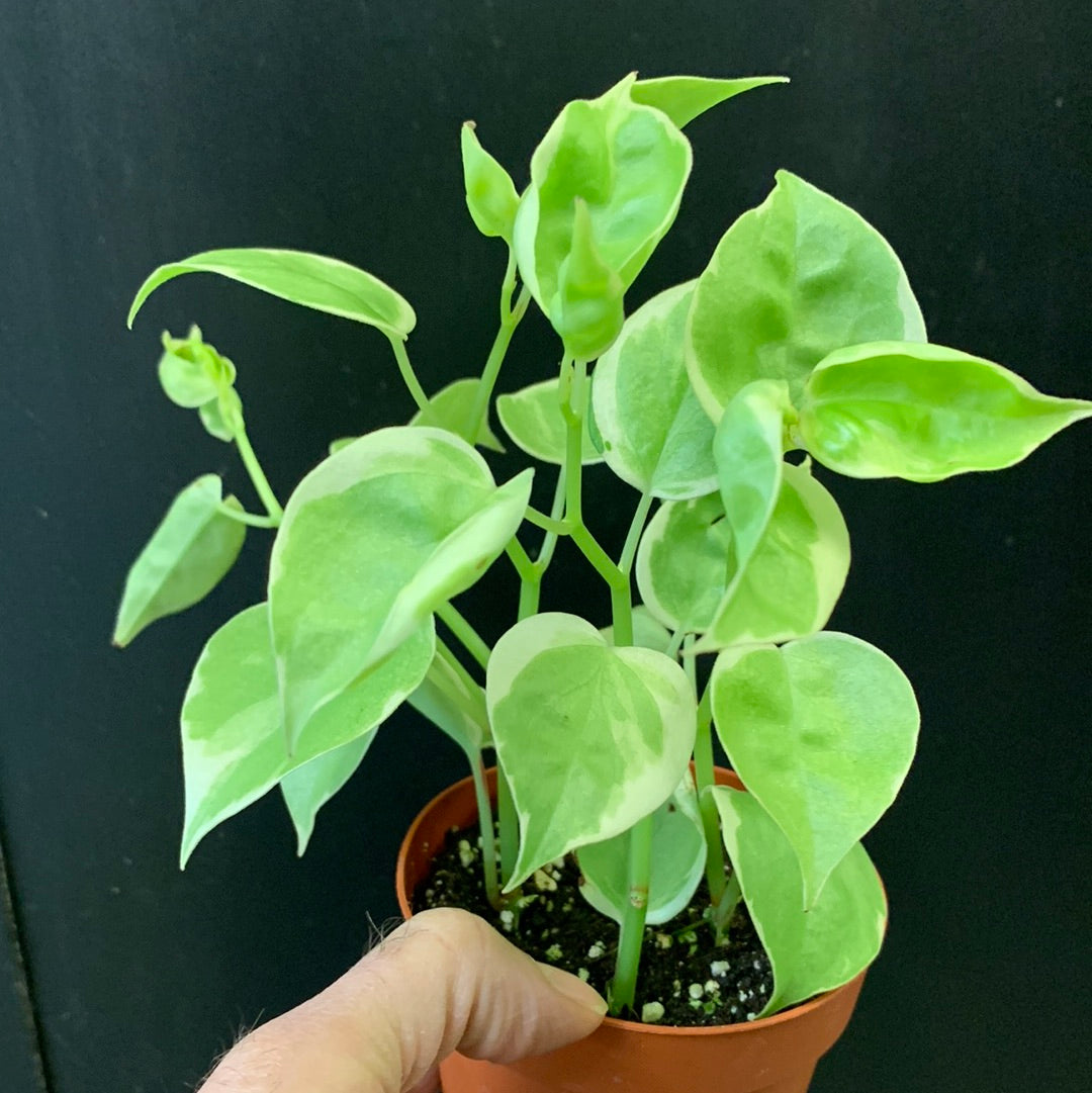 Peperomia scandens variegata