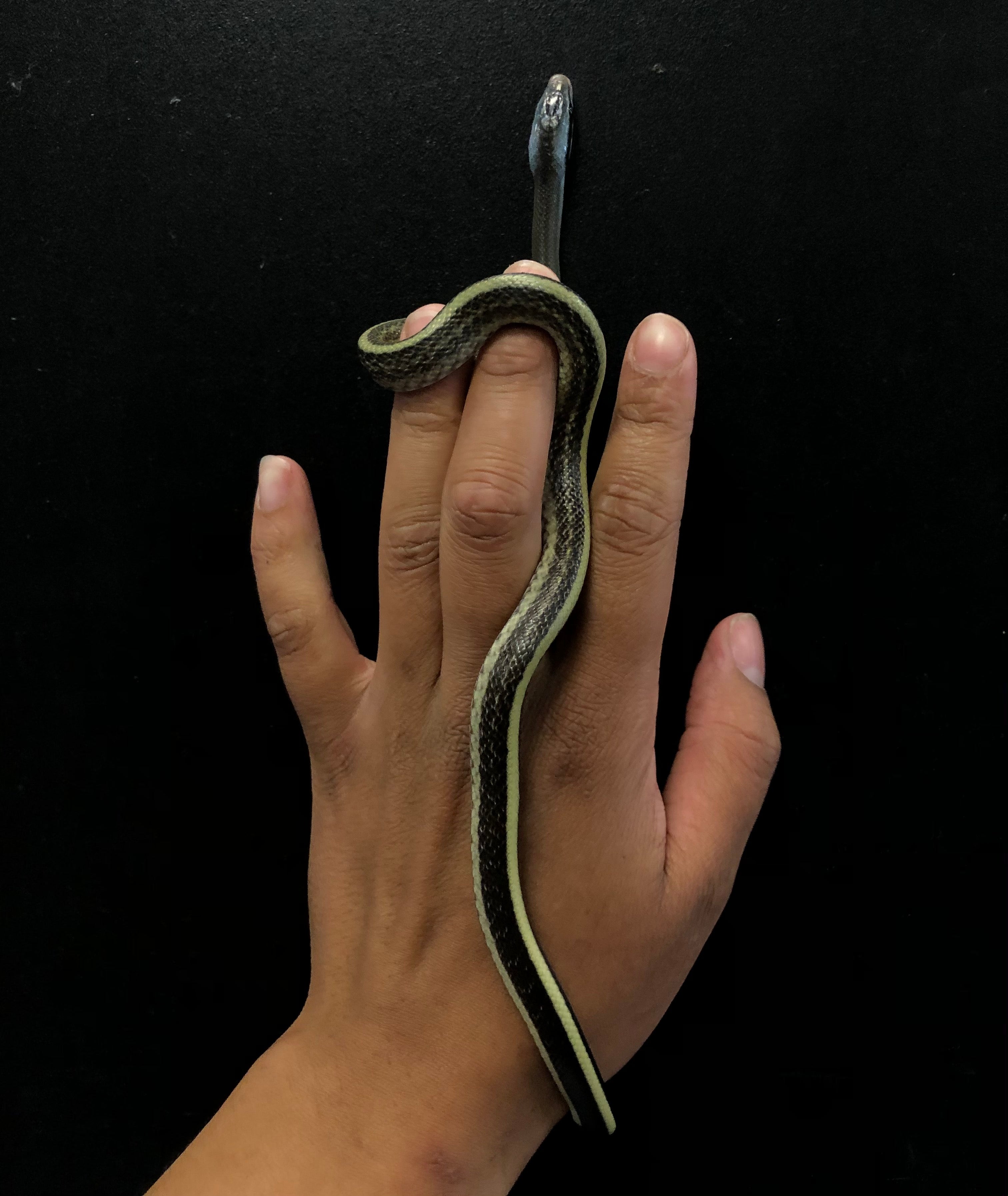 Cave Dwelling Rat Snake