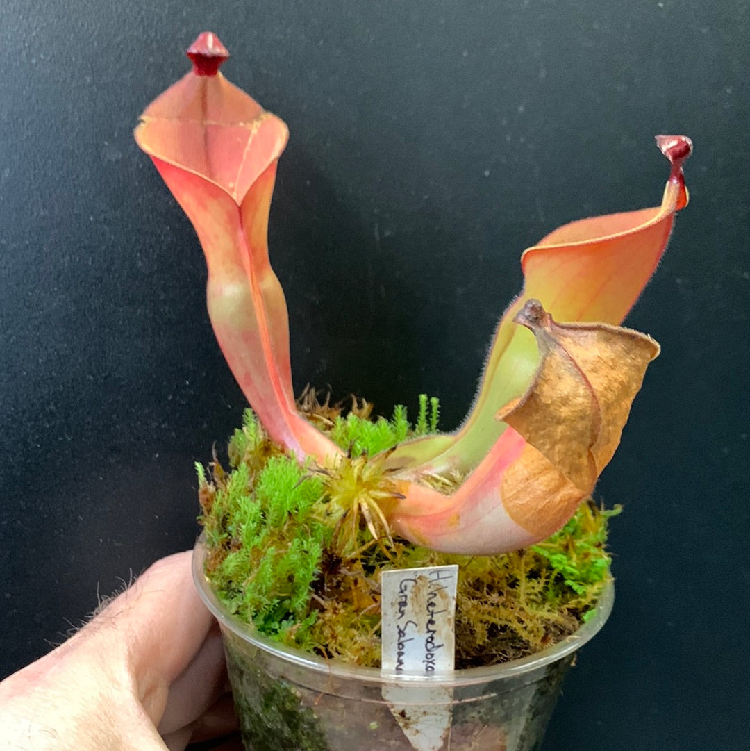 Heliamphora hétérodoxa Gran Sabana