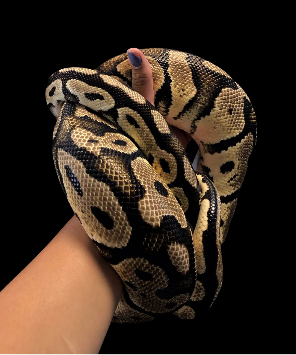 Python royal (pastel)