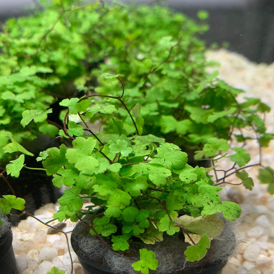 Hydrocotyle tripartita - Potted