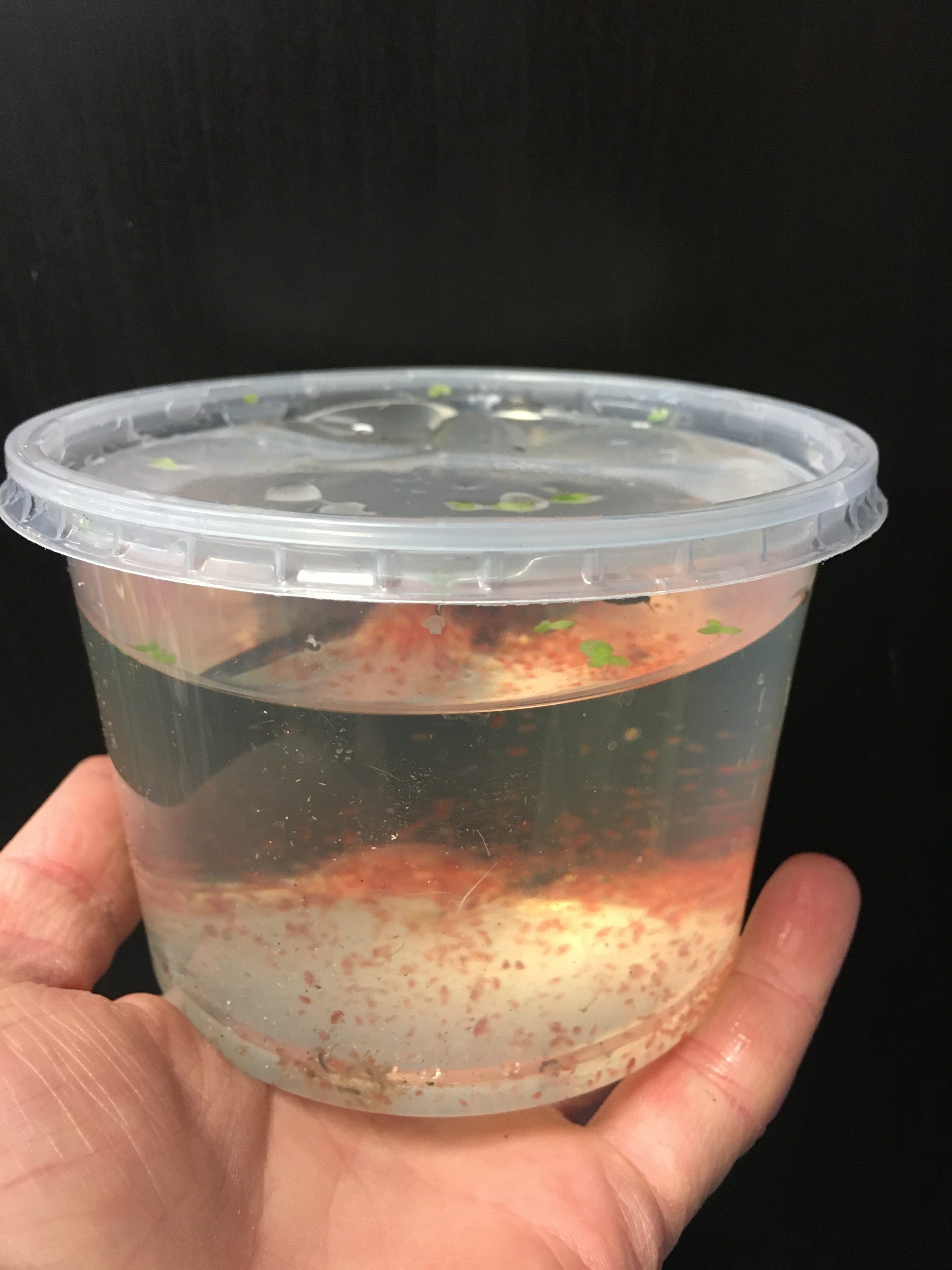 Culture de daphnies vivantes