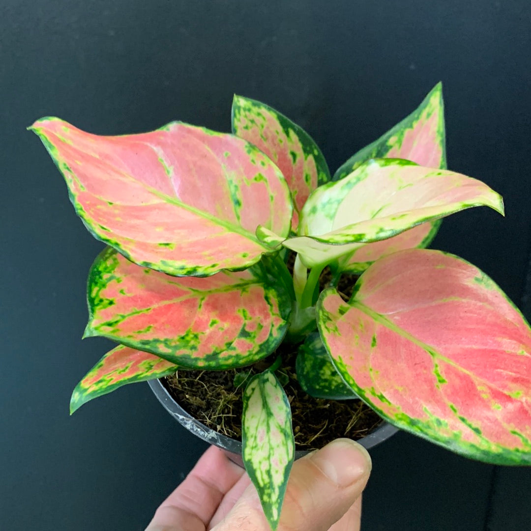 Cerisier Aglaonema
