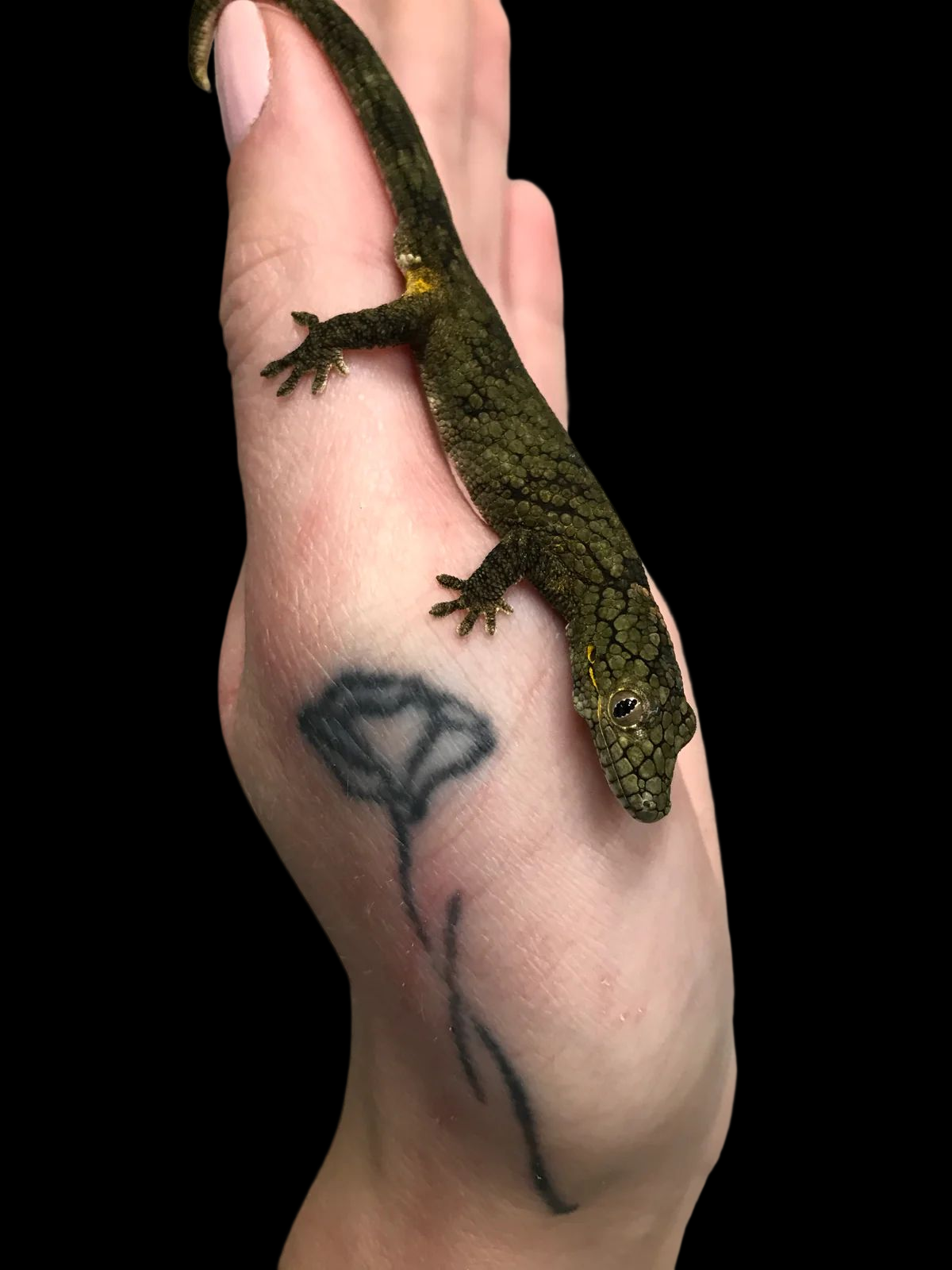 Vieillard's Chameleon Gecko (Proven Pair)