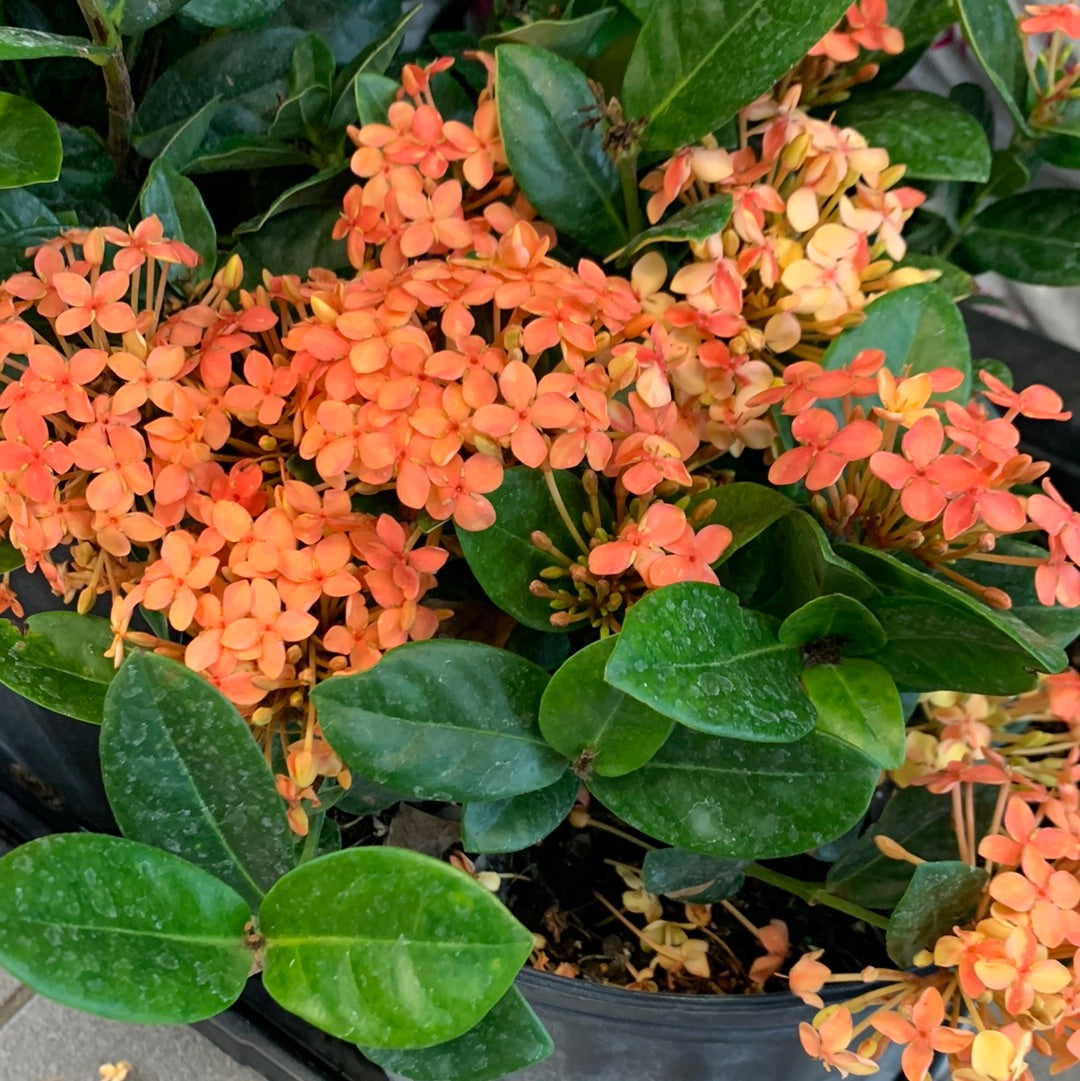 Ixora taïwanais