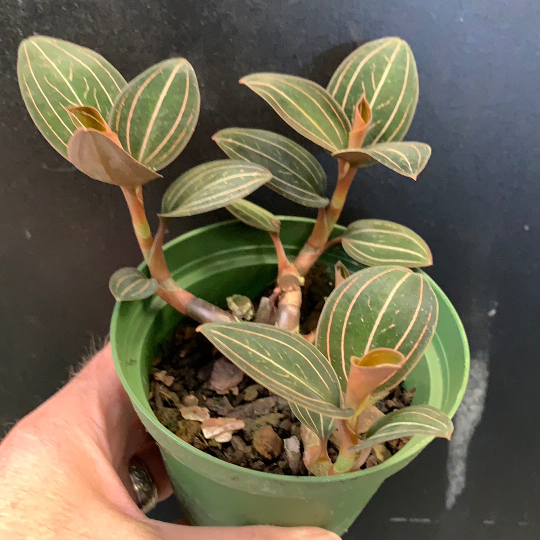 Orchidée bijou