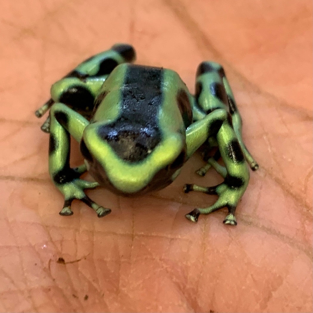 Dendrobates auratus Green & Black
