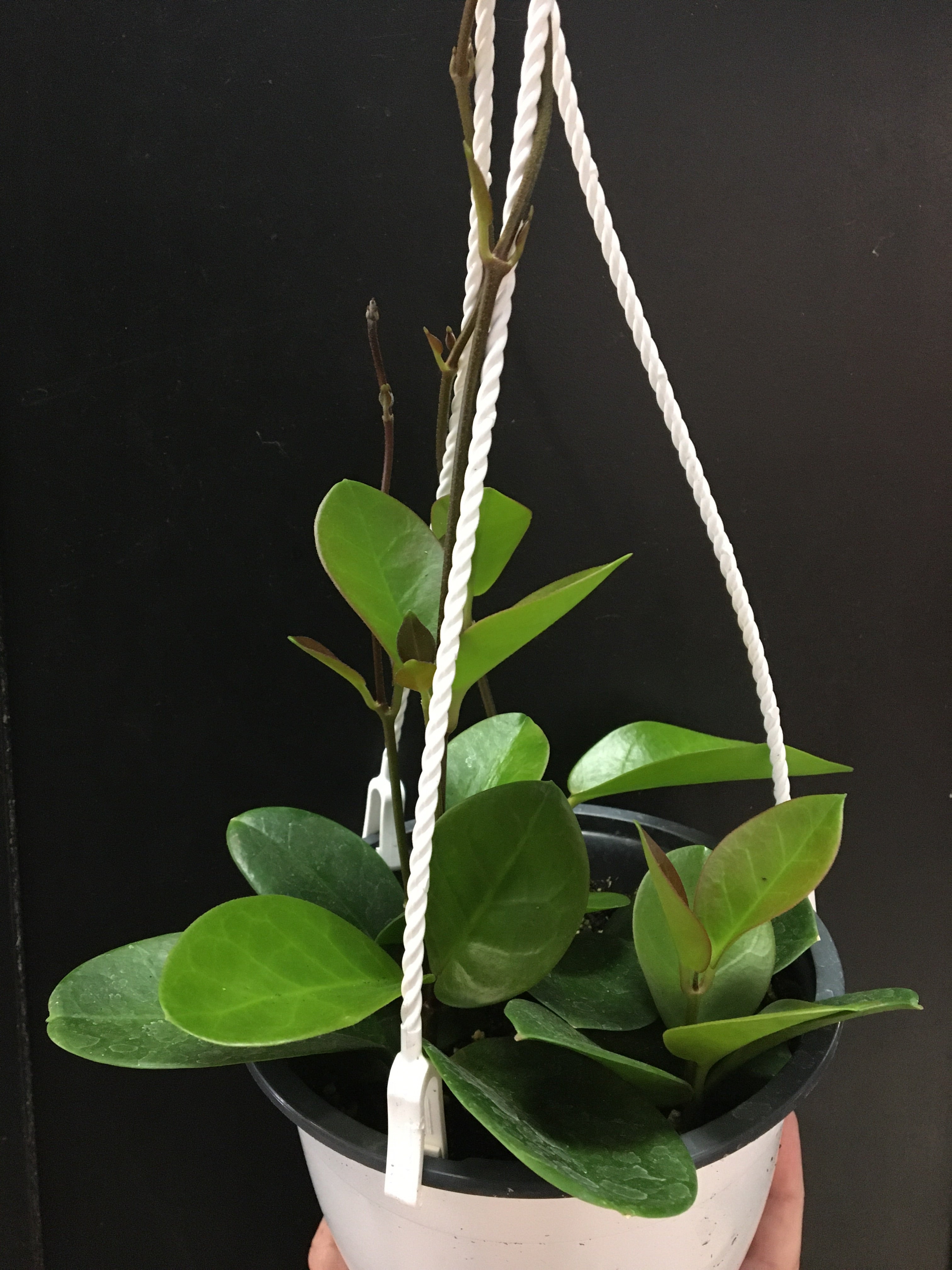 Hoya australis