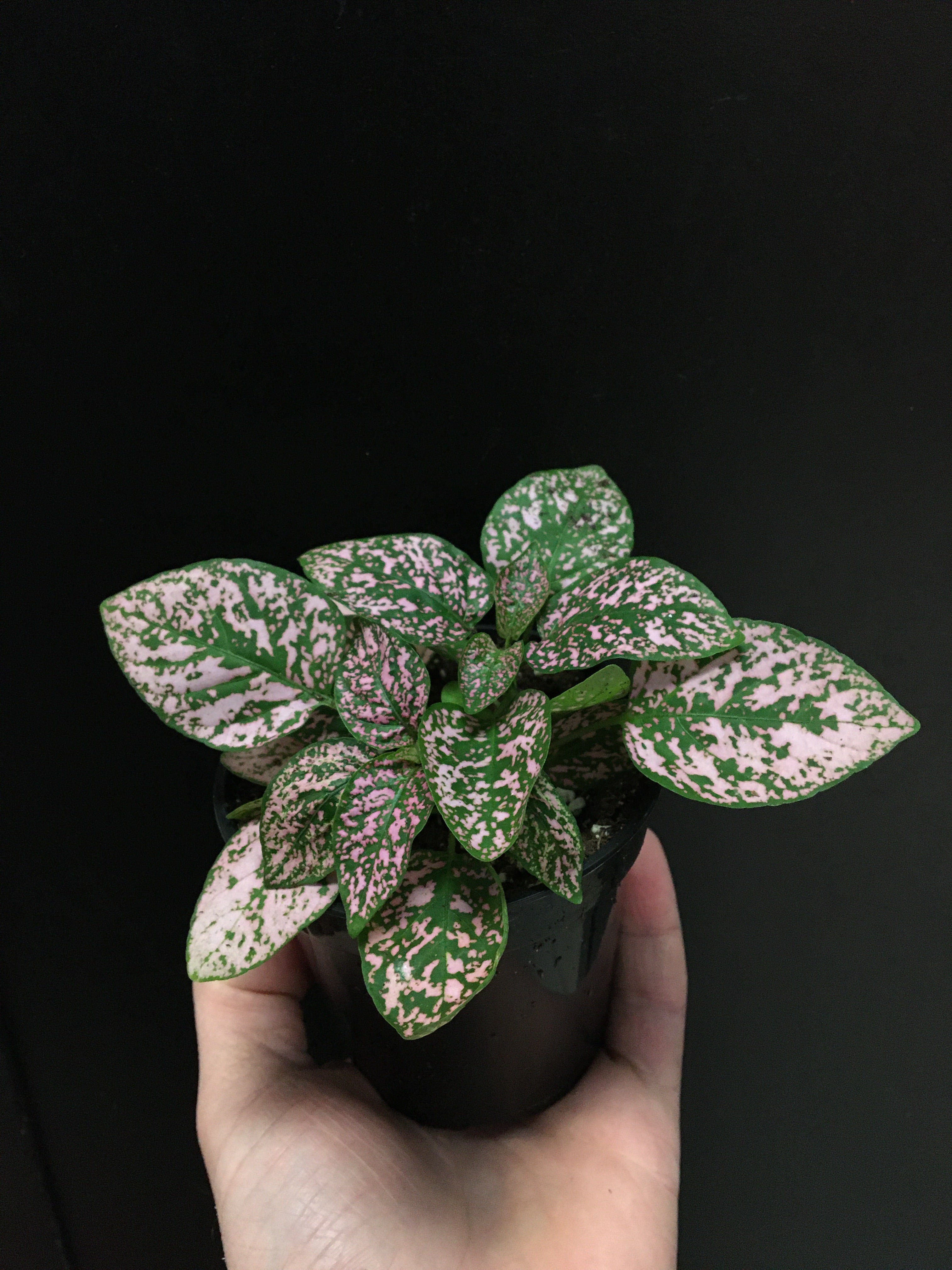 Polka Dot Plant (Hypoestes)