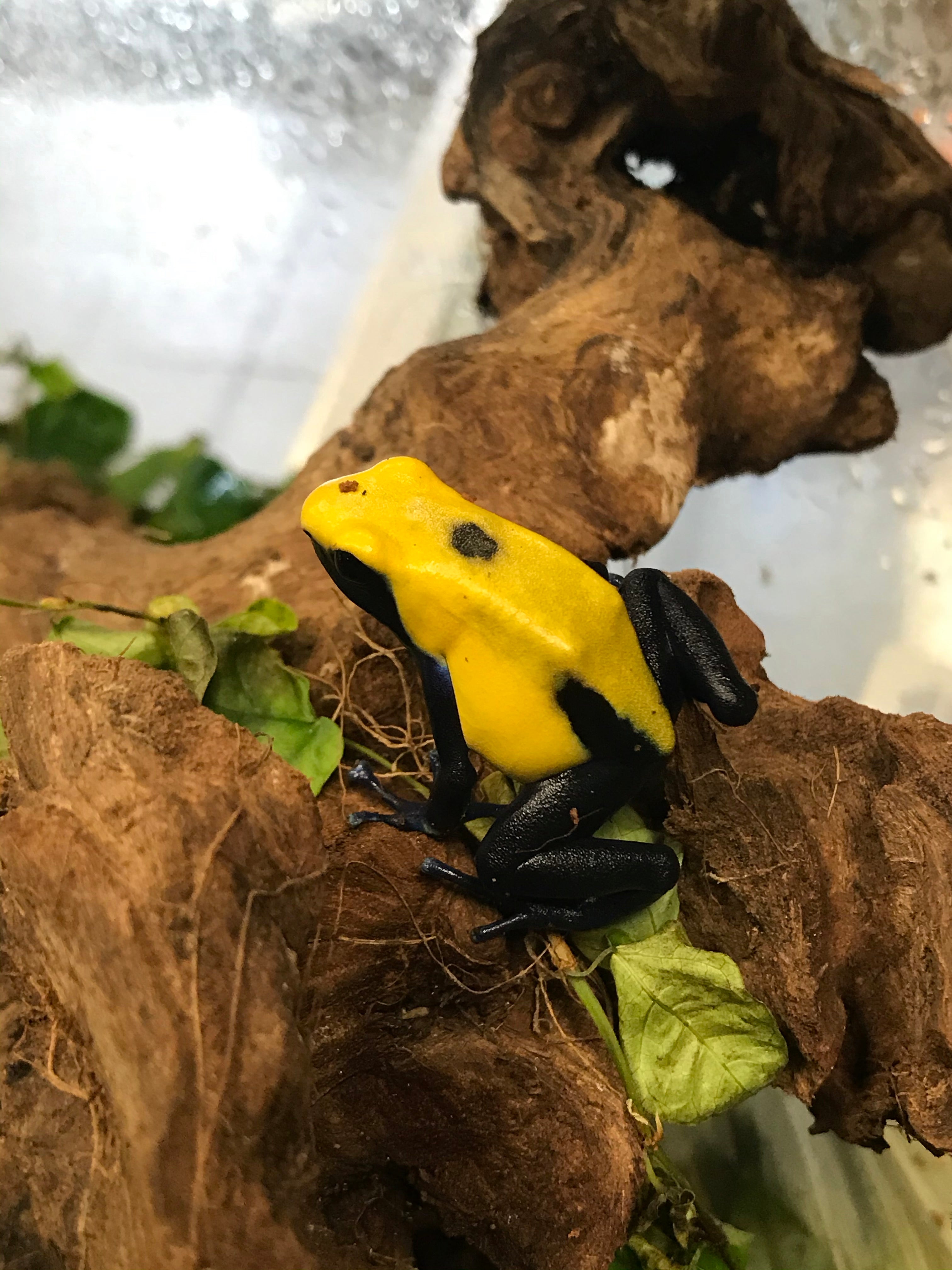 Dendrobates tinctorius 'Citronelle'