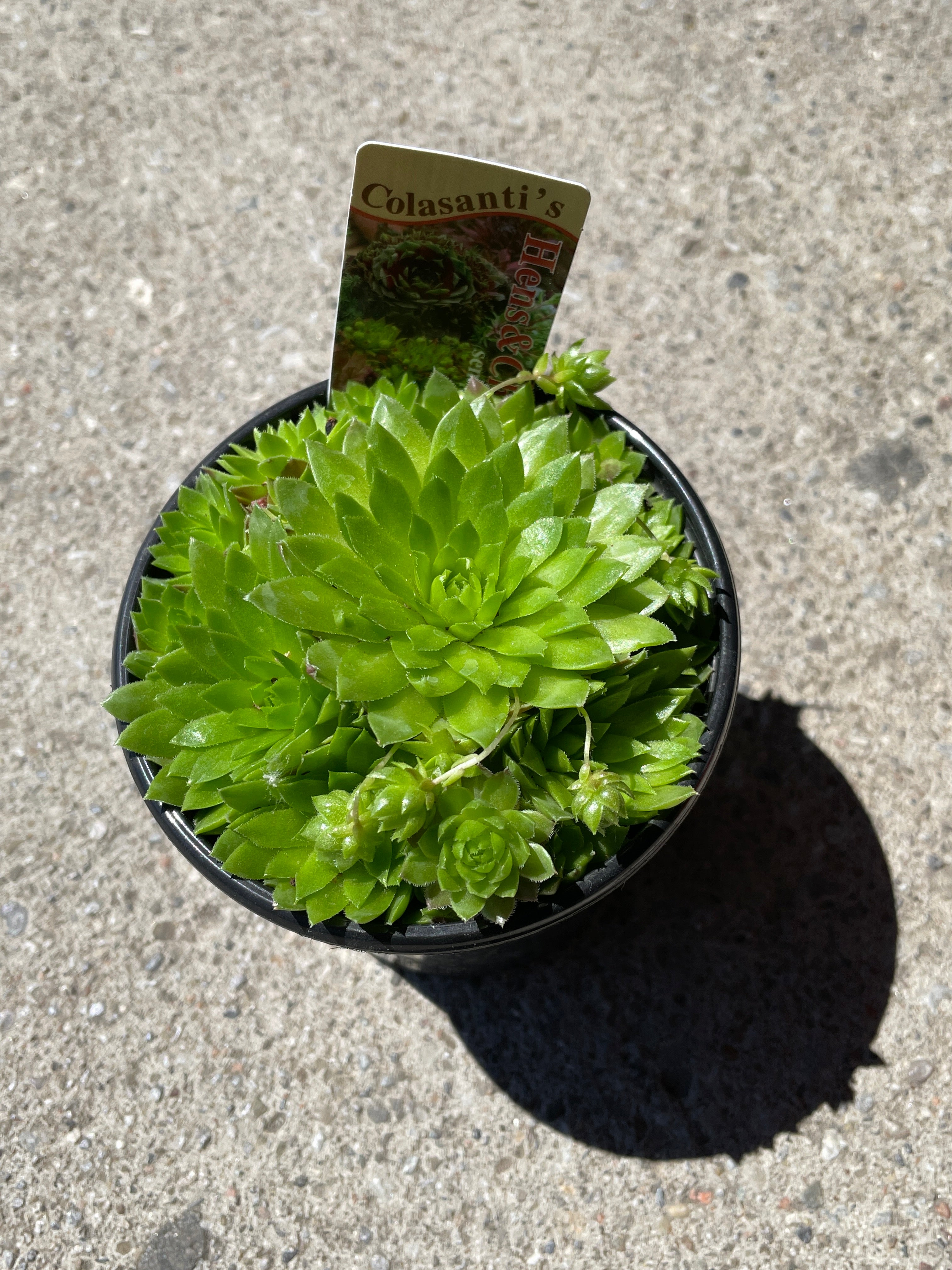 Sempervivum